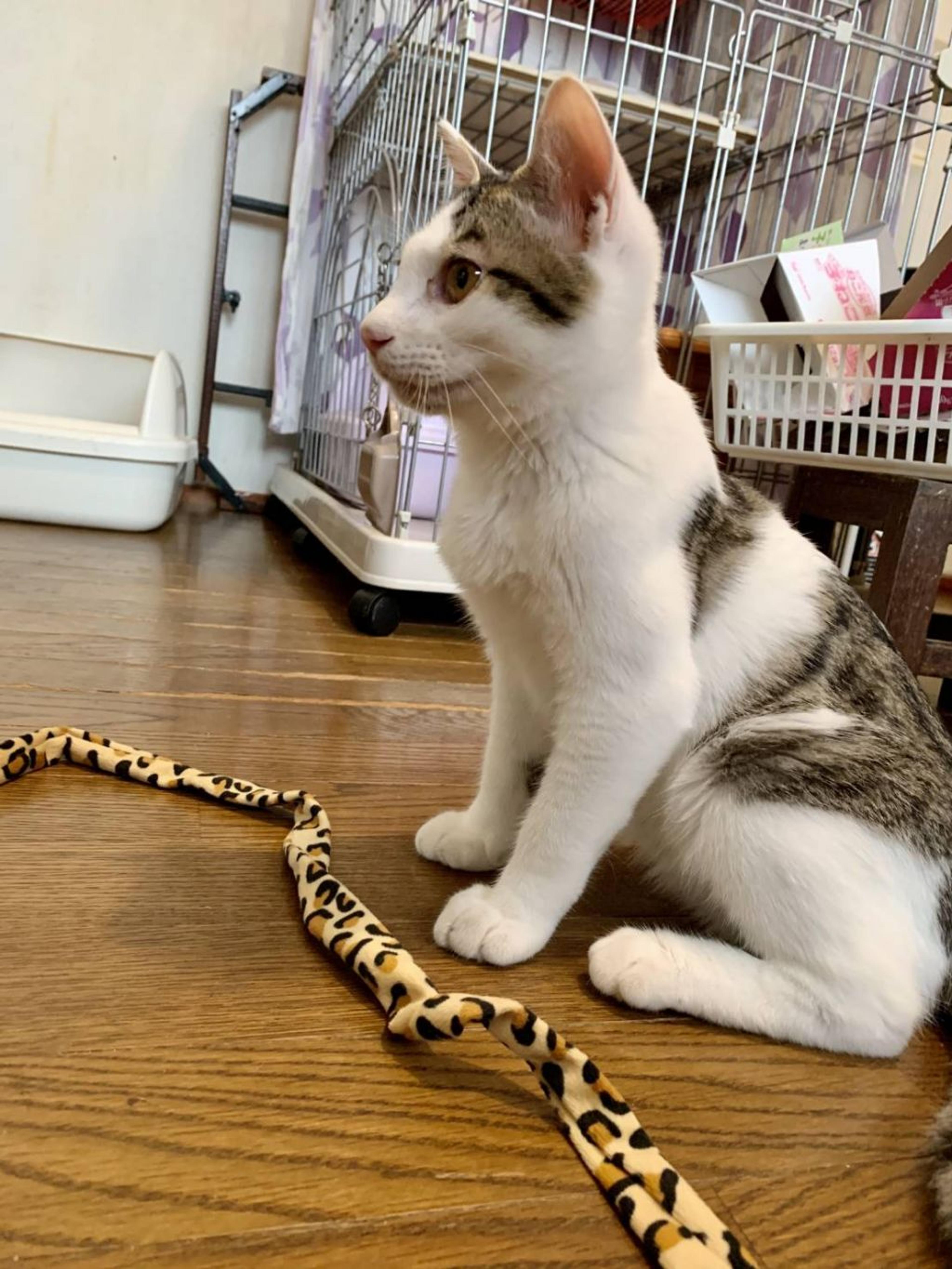 pet-image-4