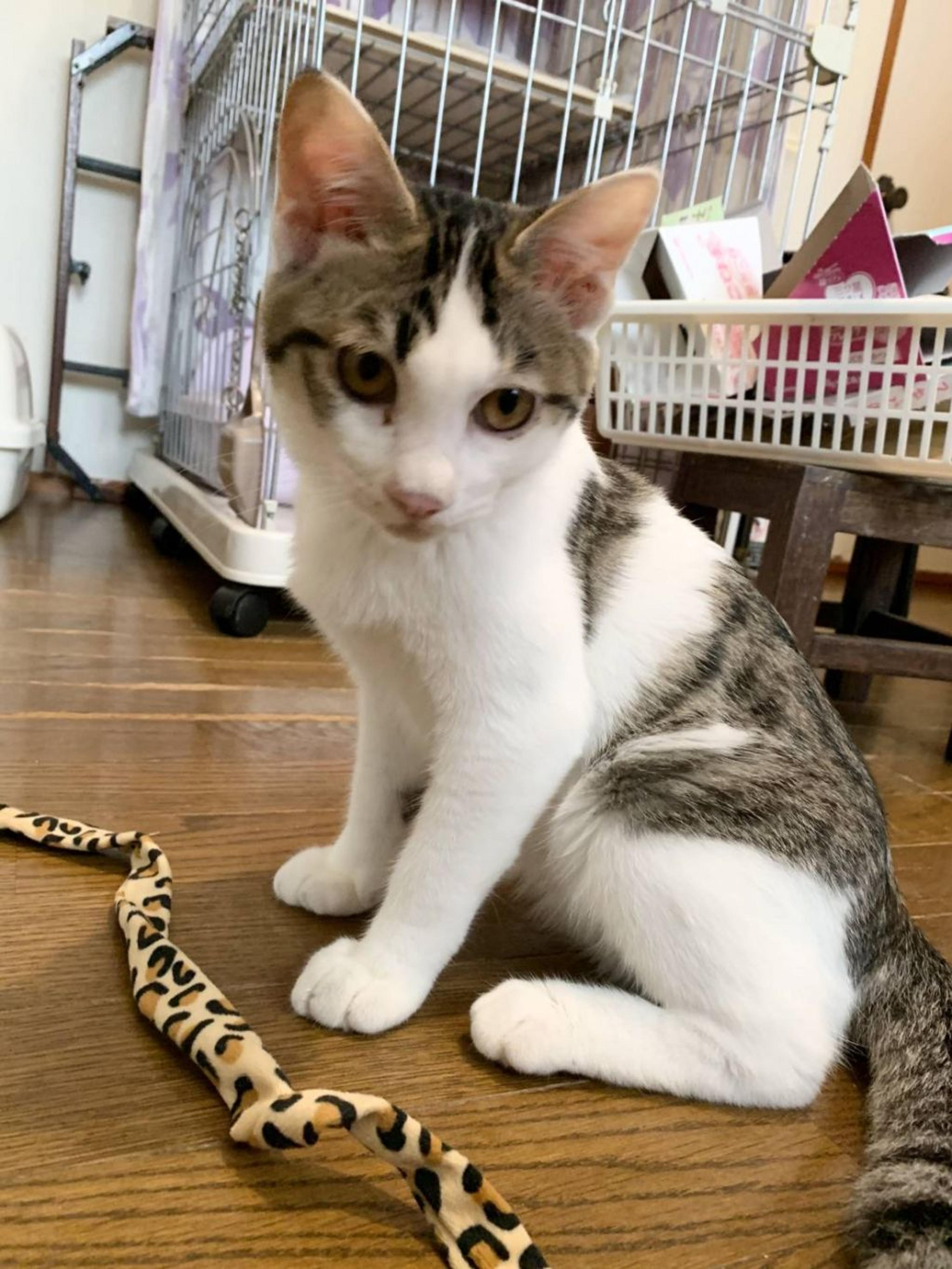 pet-image-5