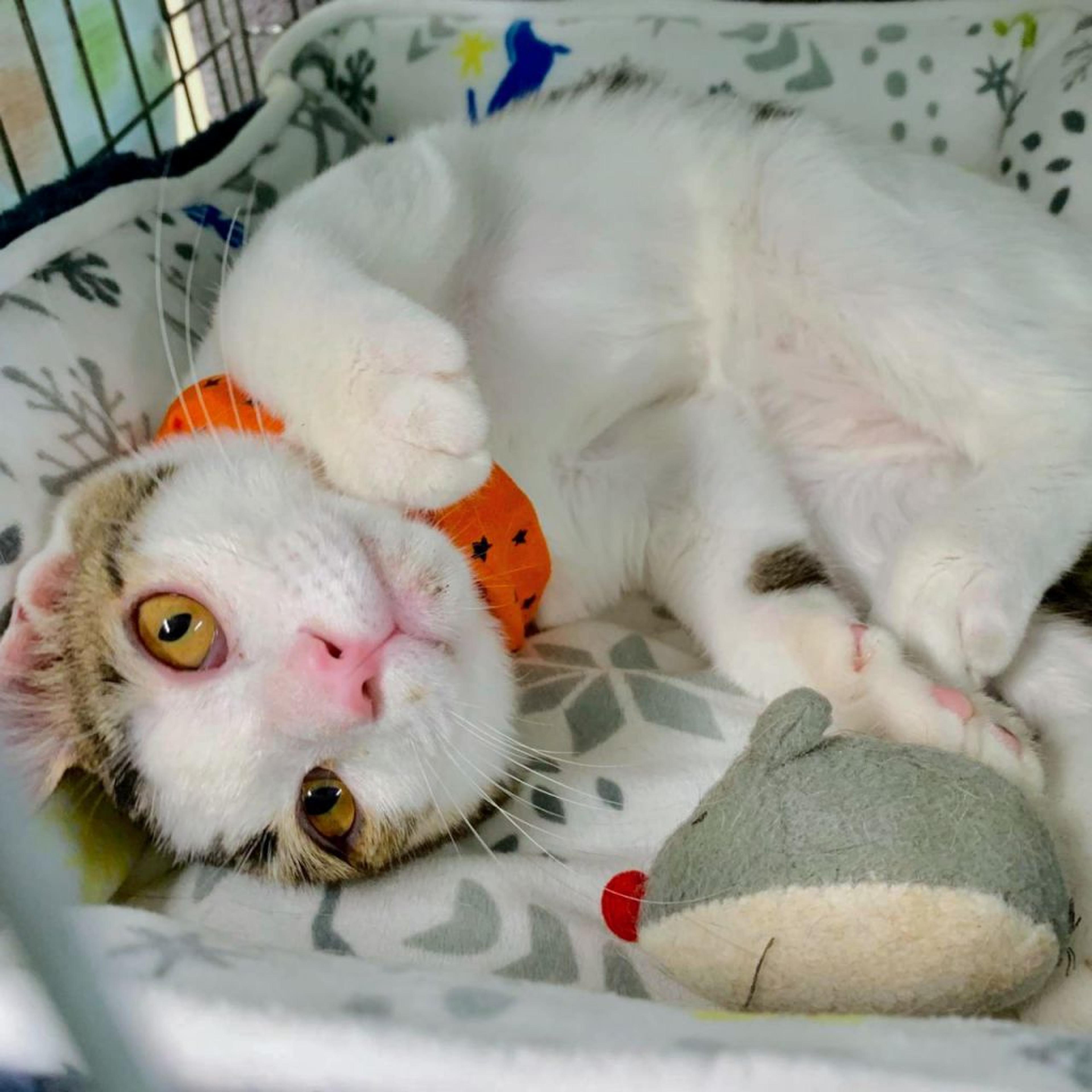 pet-image-7