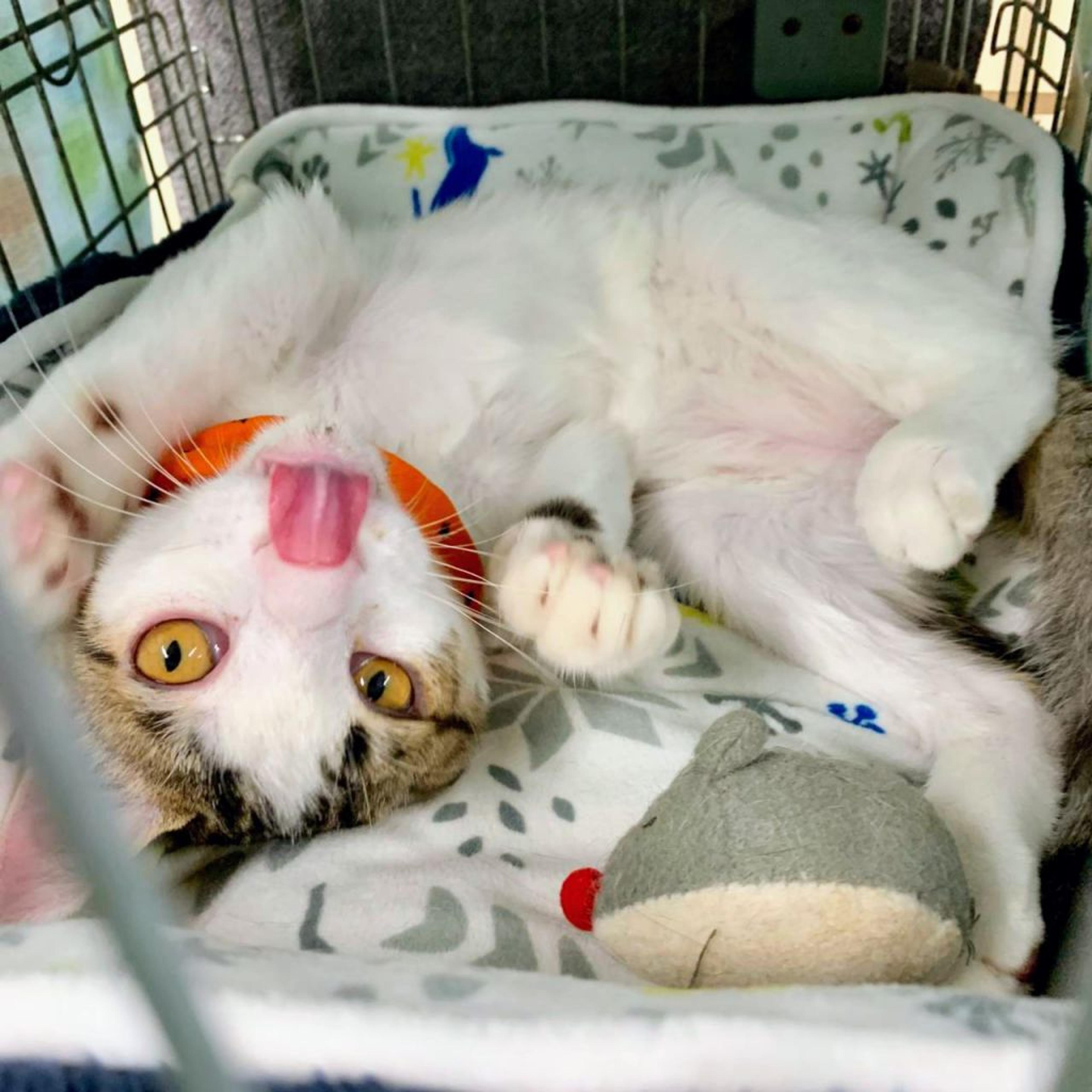 pet-image-8