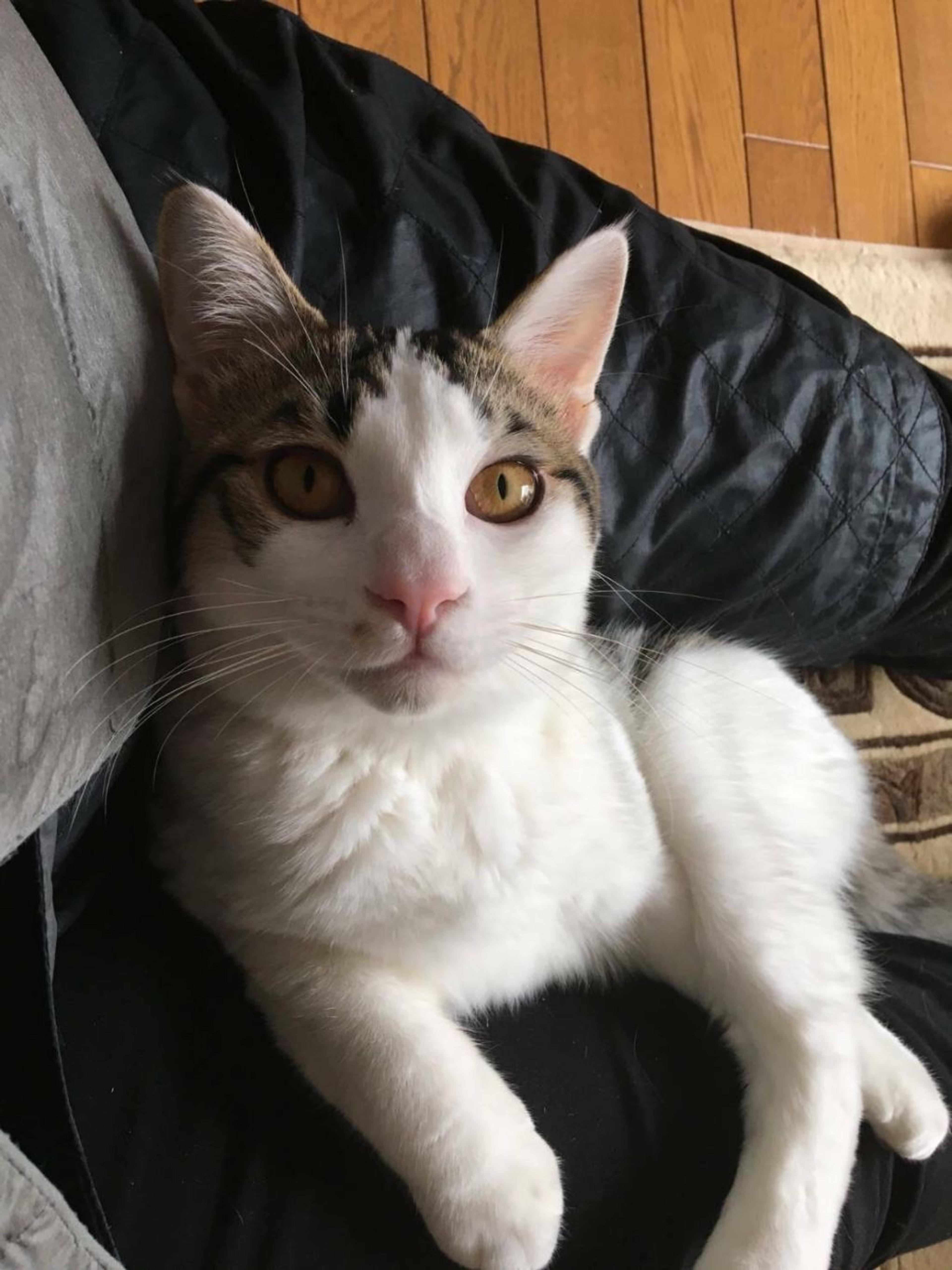 pet-image-2