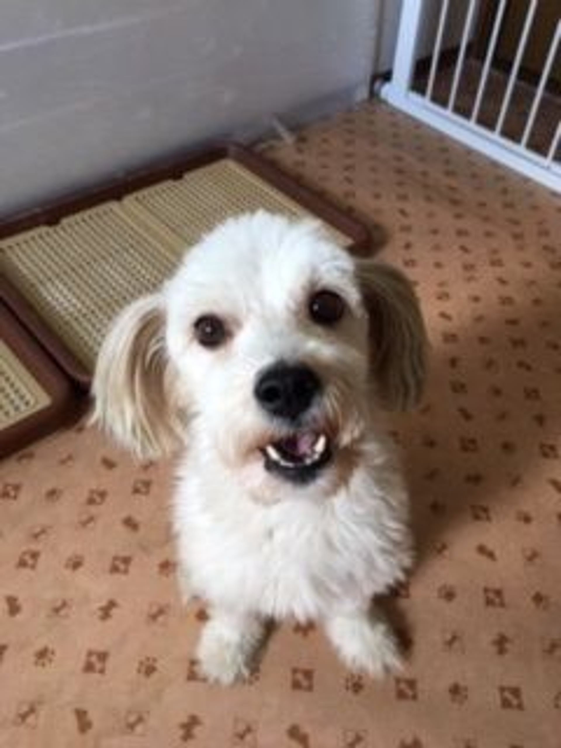 雑種（ミックス犬）・メスの里親募集の写真