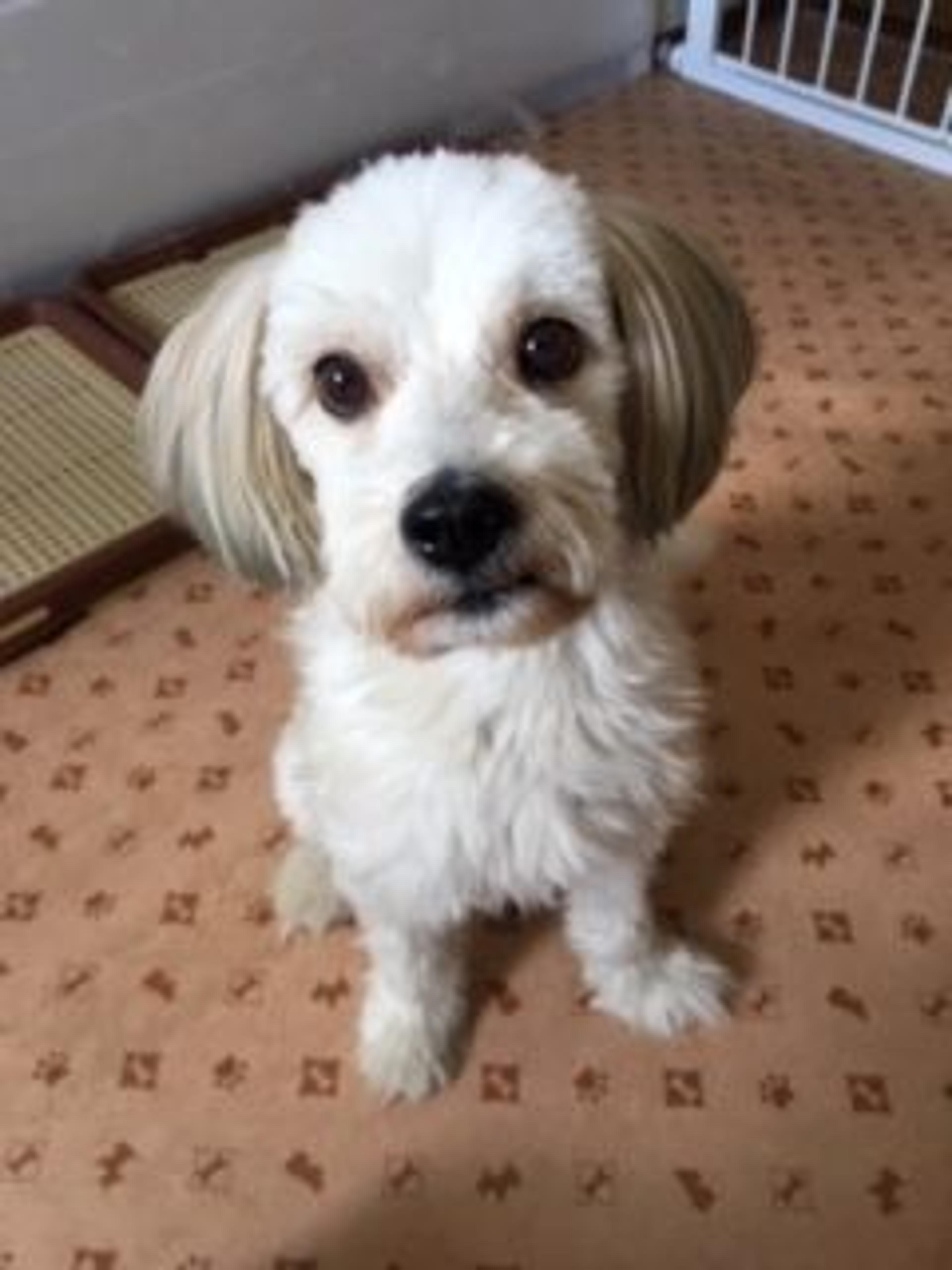 pet-image-2