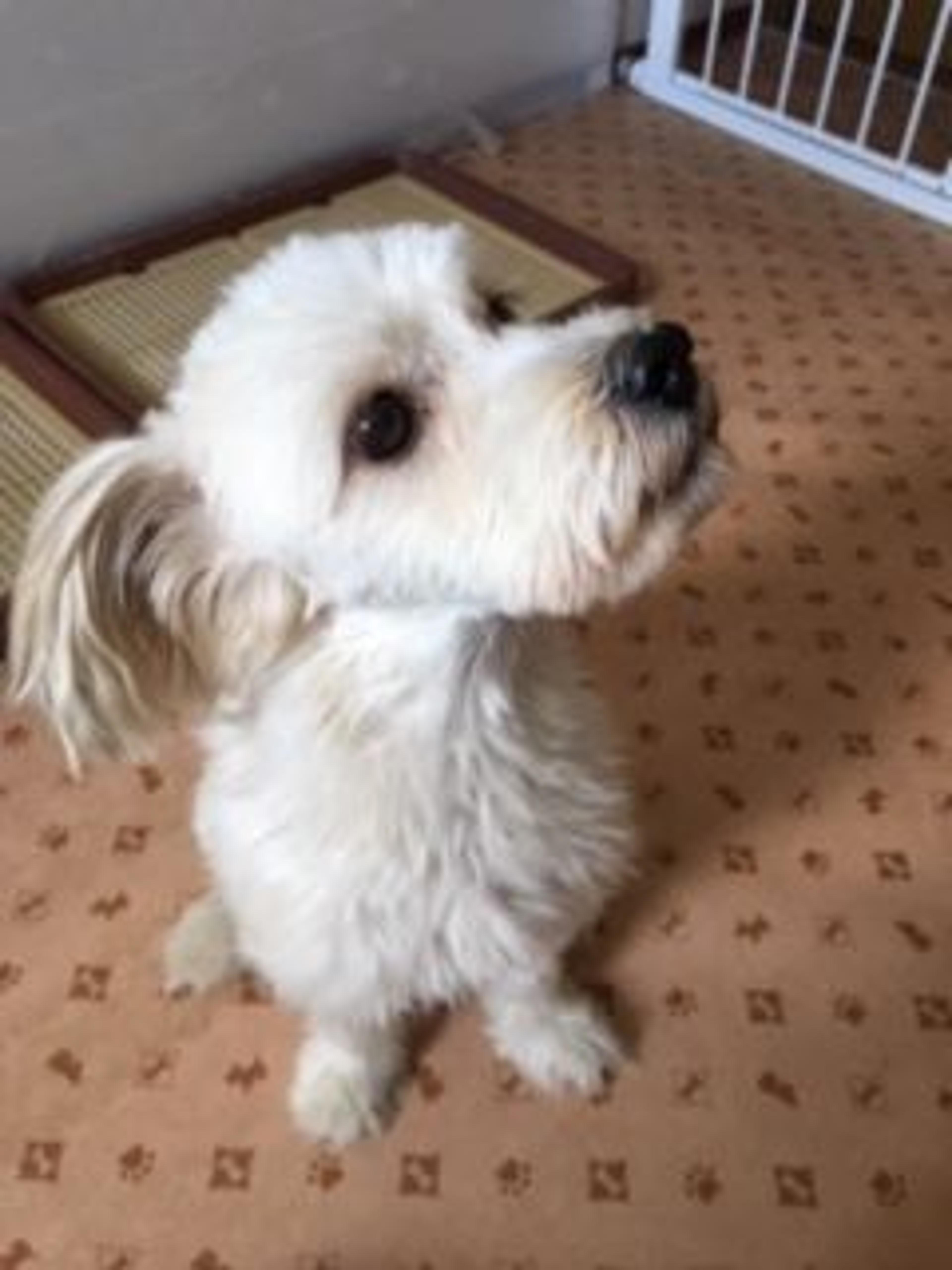 pet-image-3