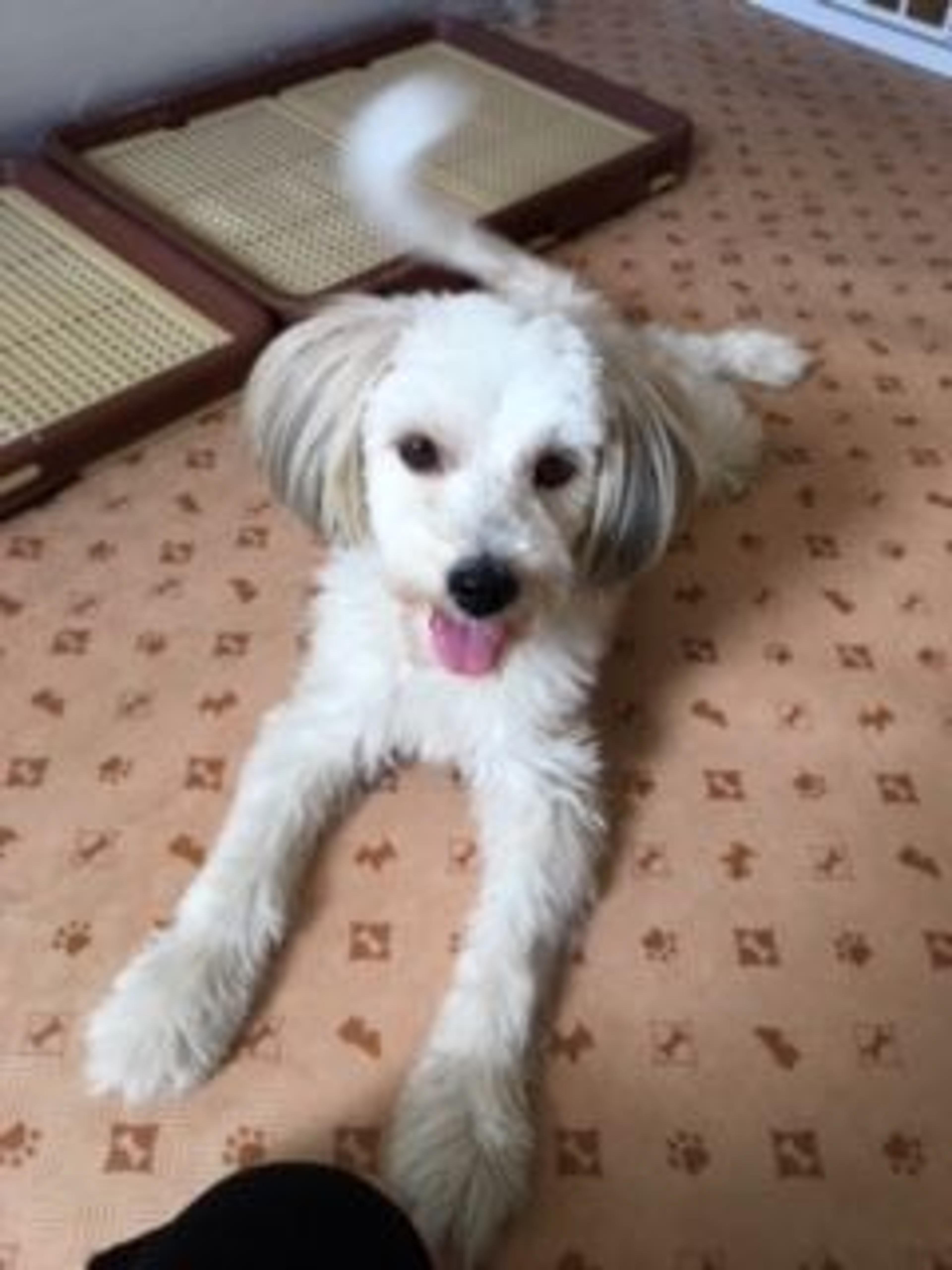 pet-image-4