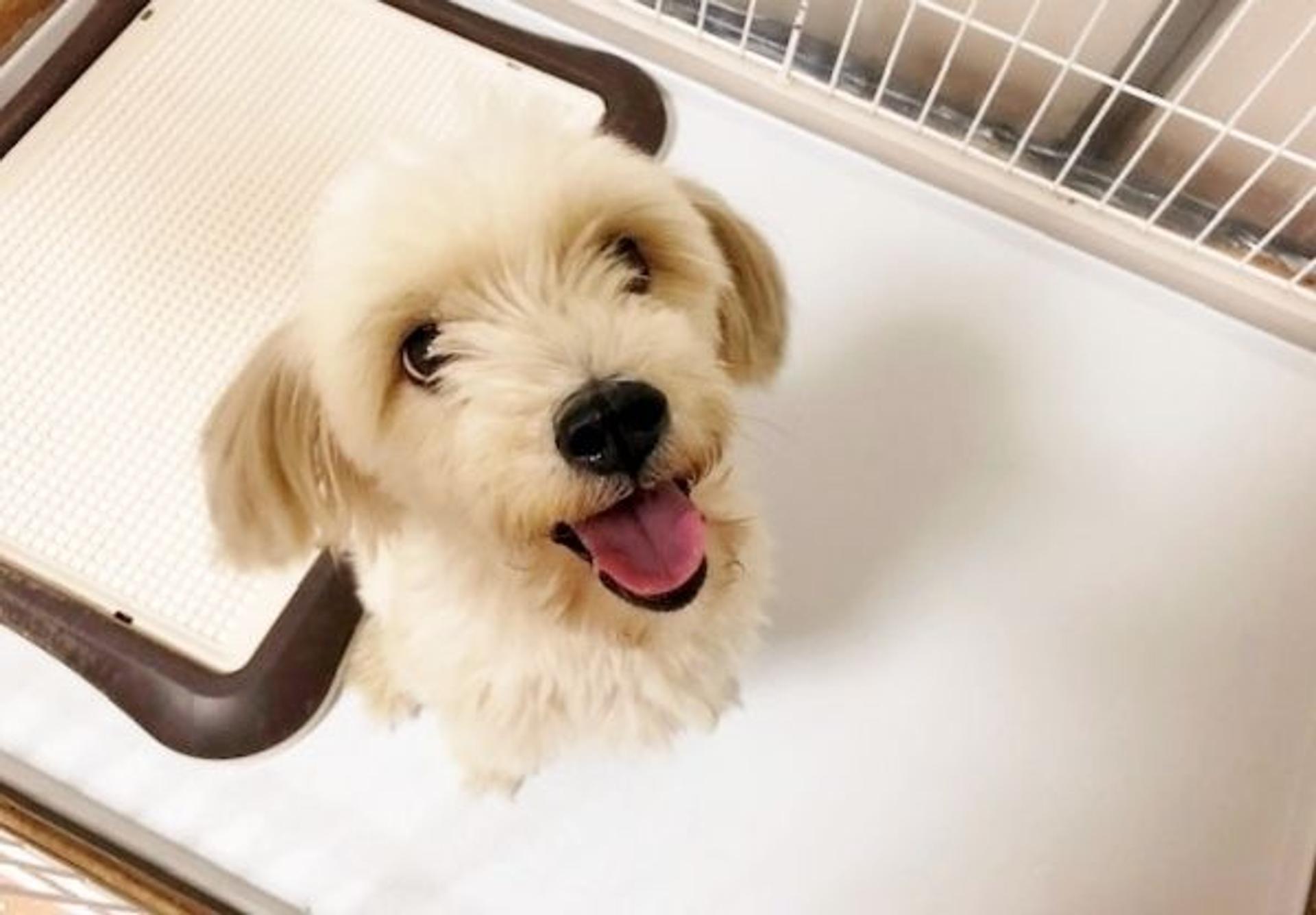 pet-image-6