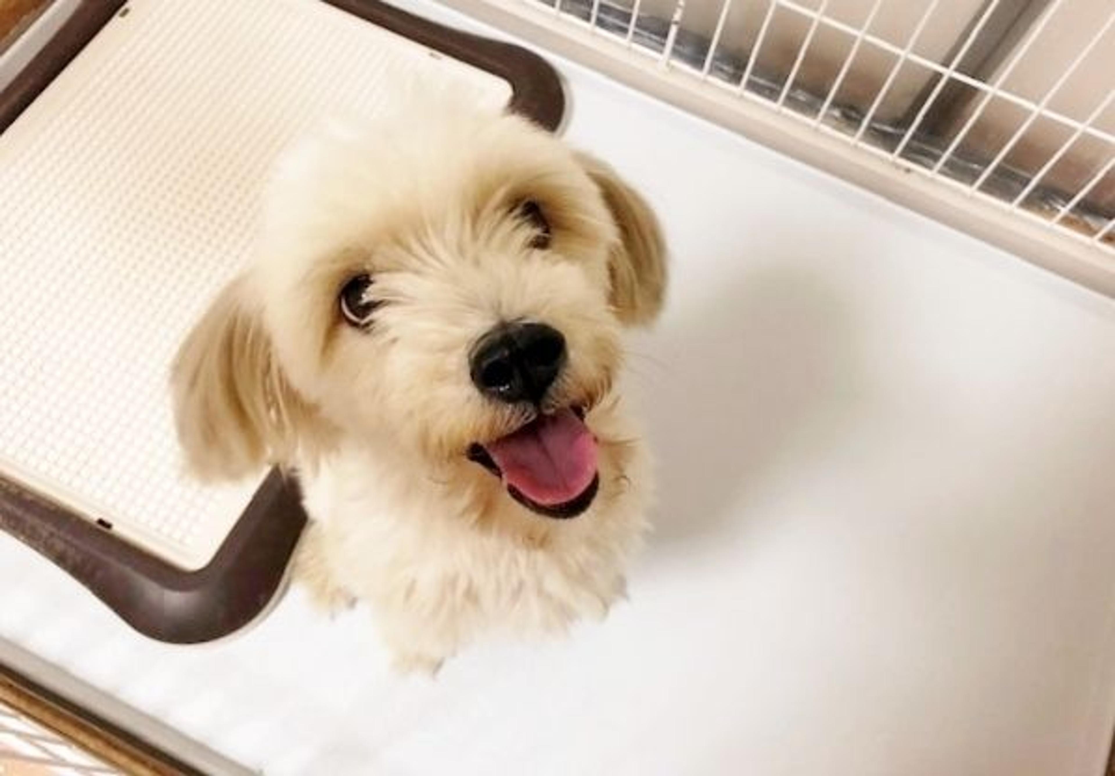 pet-image-6