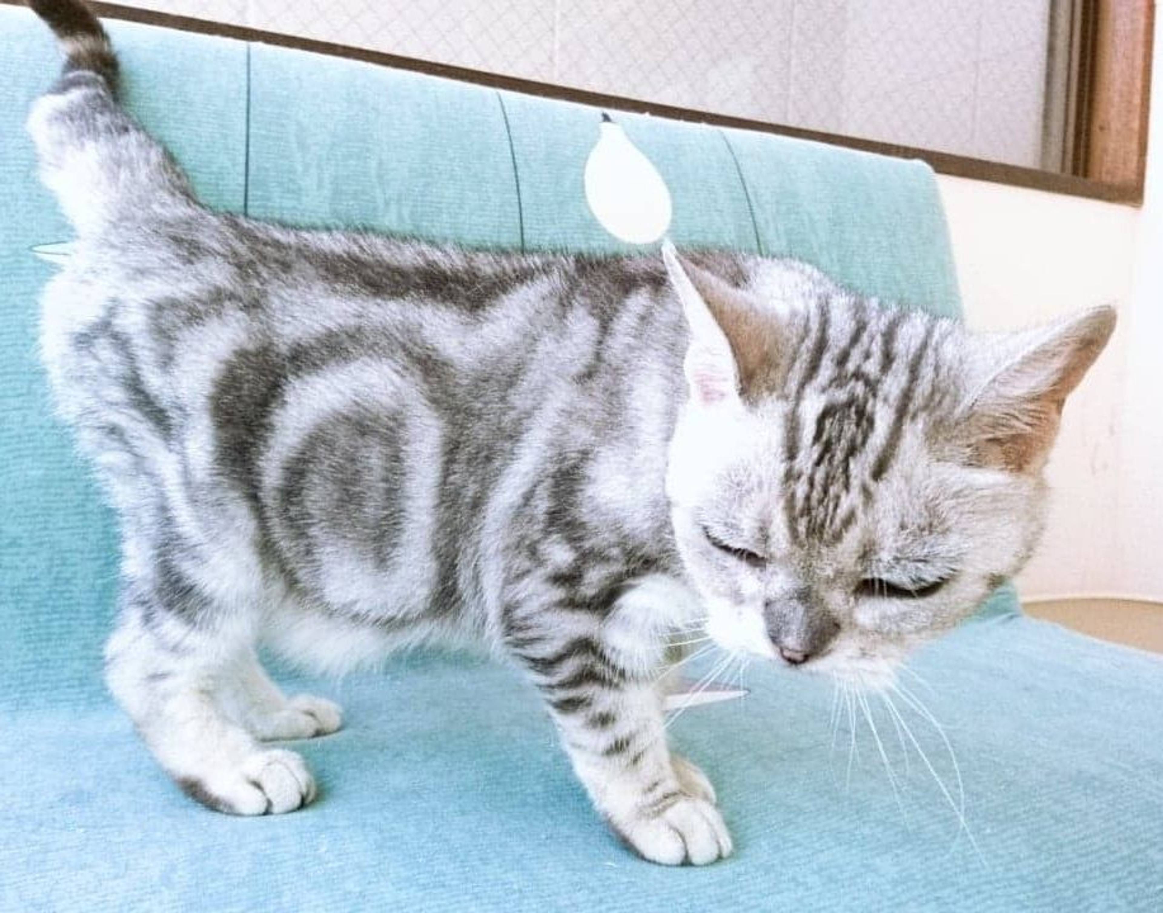 雑種（ミックス猫）・メスの里親募集の写真