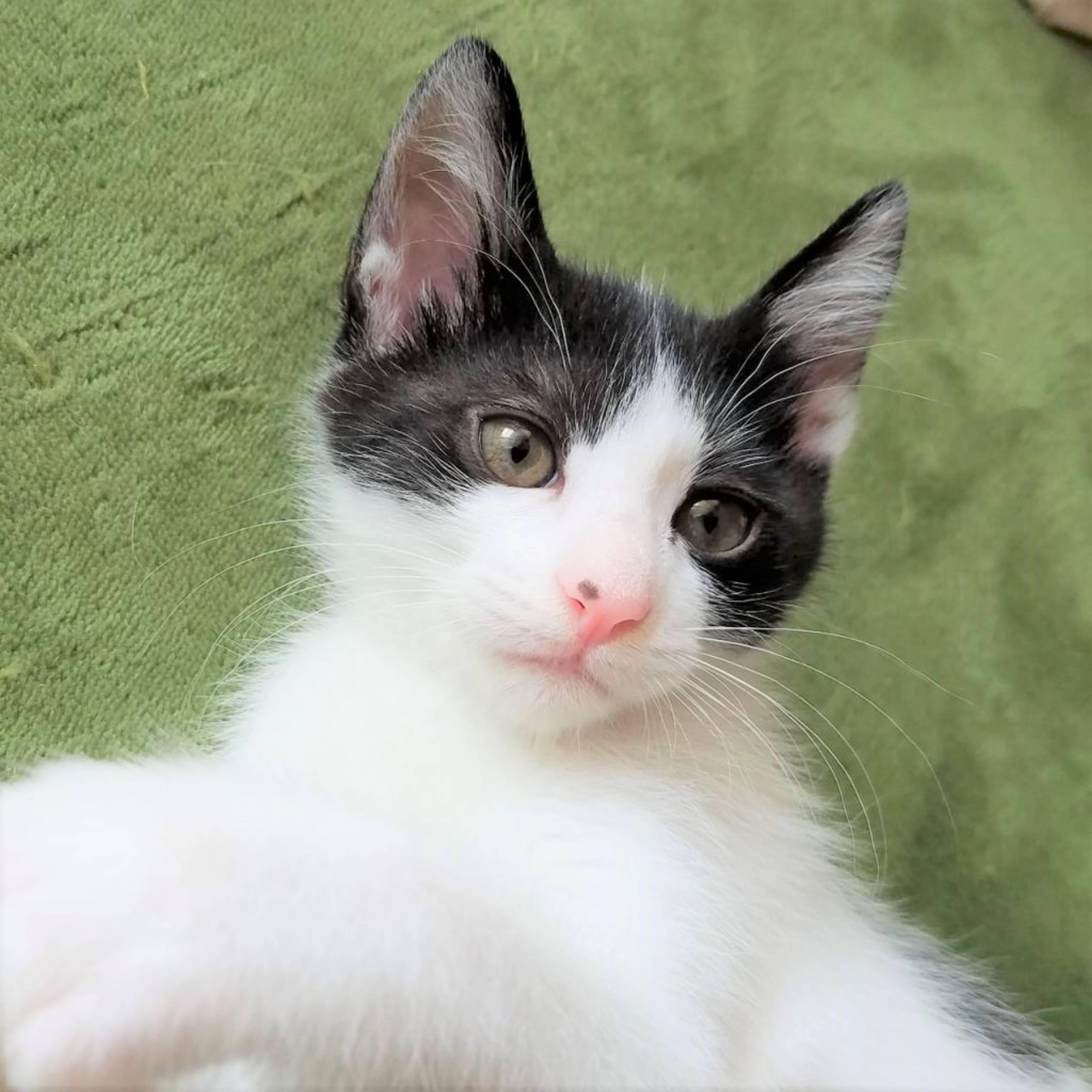 雑種（ミックス猫）・メスの里親募集の写真