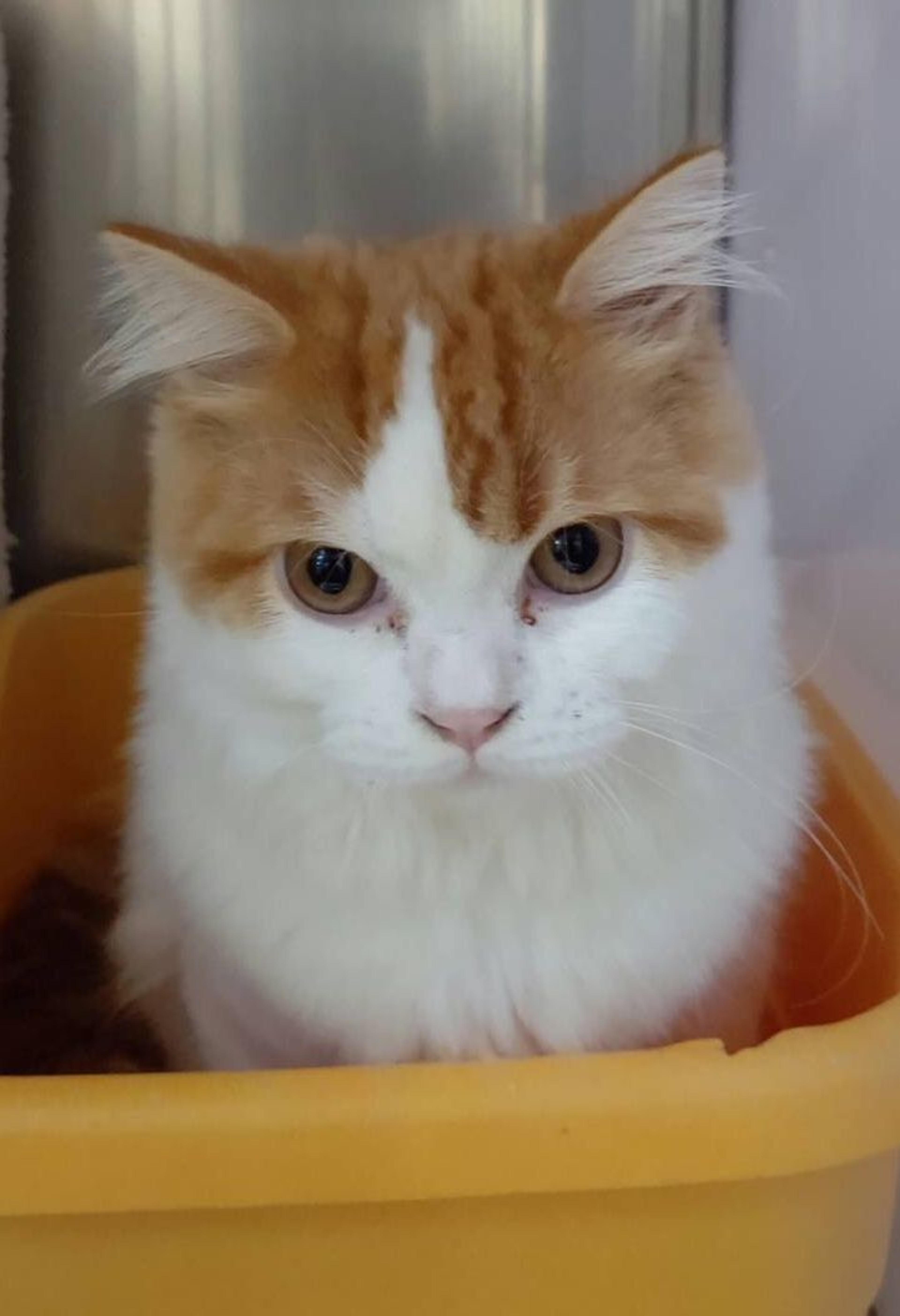 pet-image-2