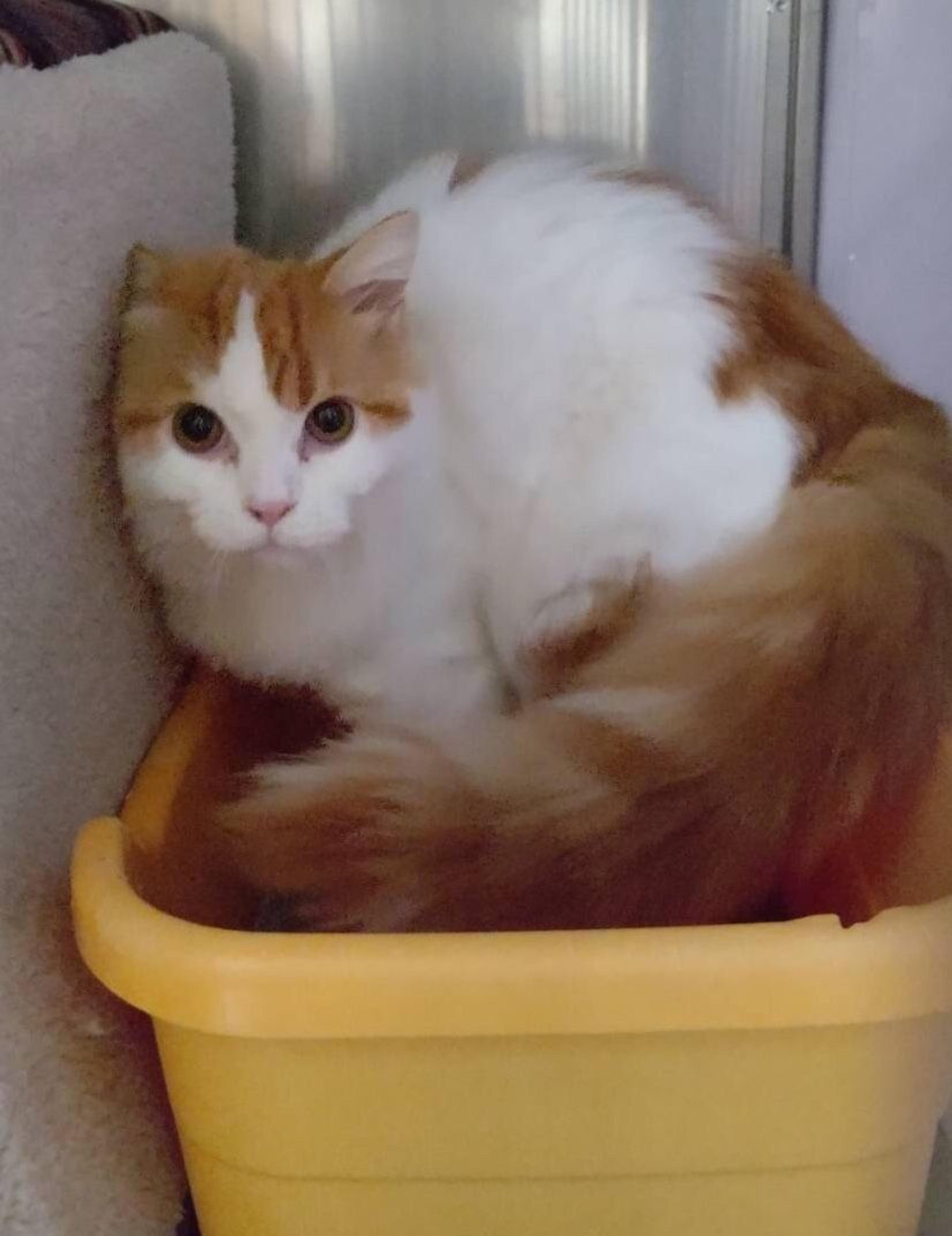 pet-image-3