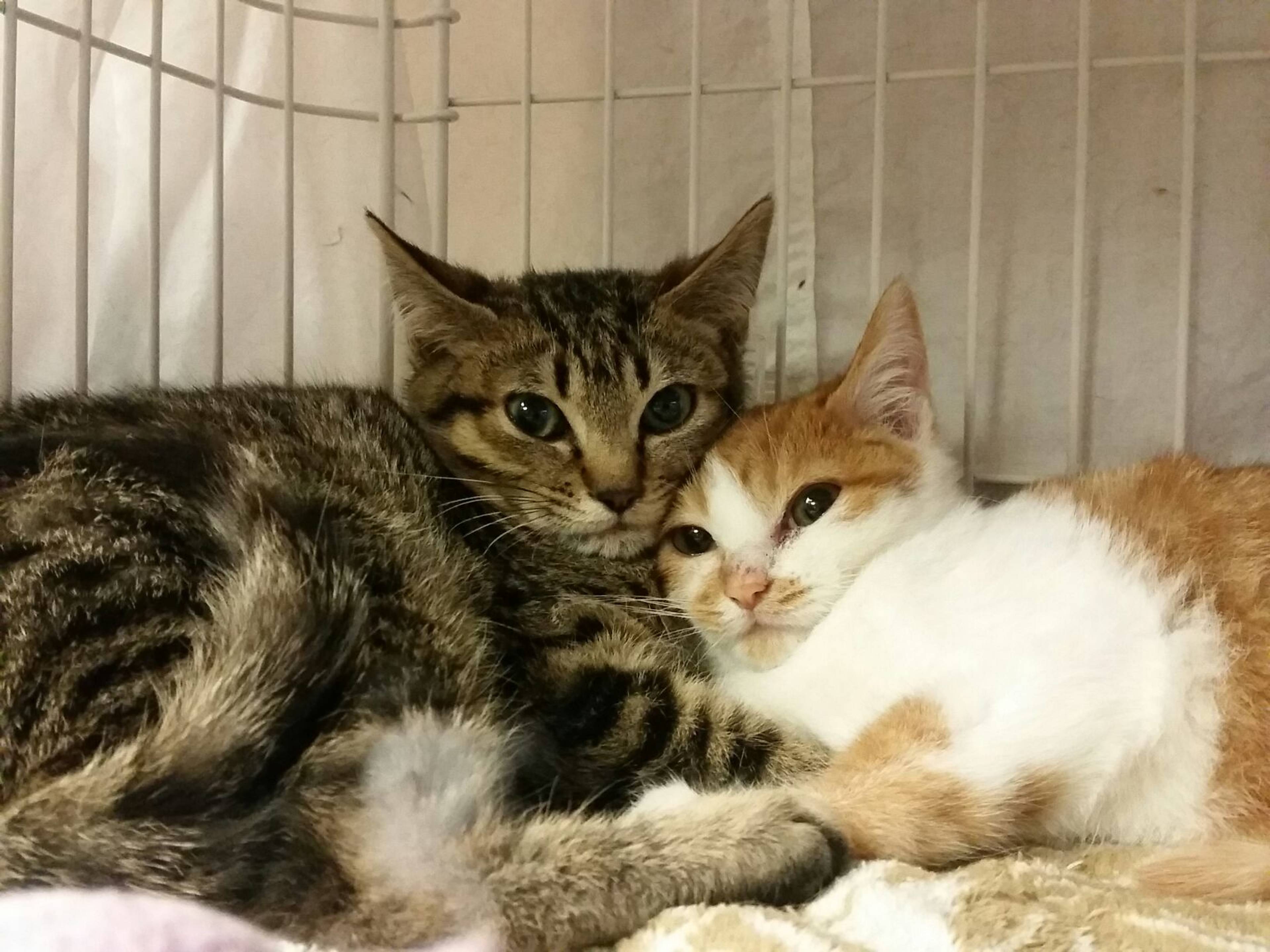 雑種（ミックス猫）・メスの里親募集の写真