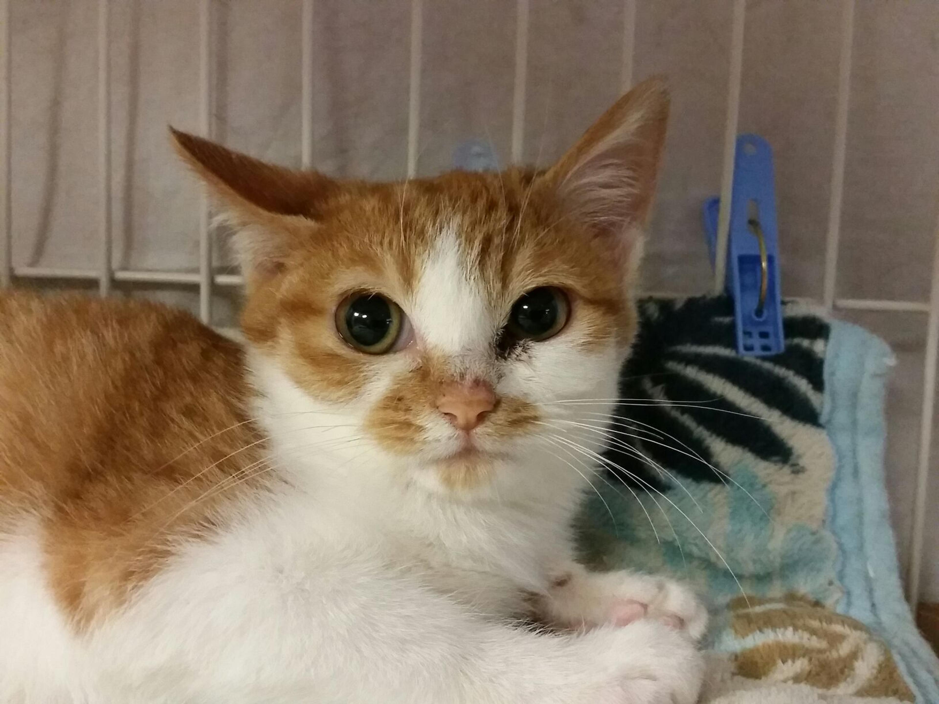 pet-image-2