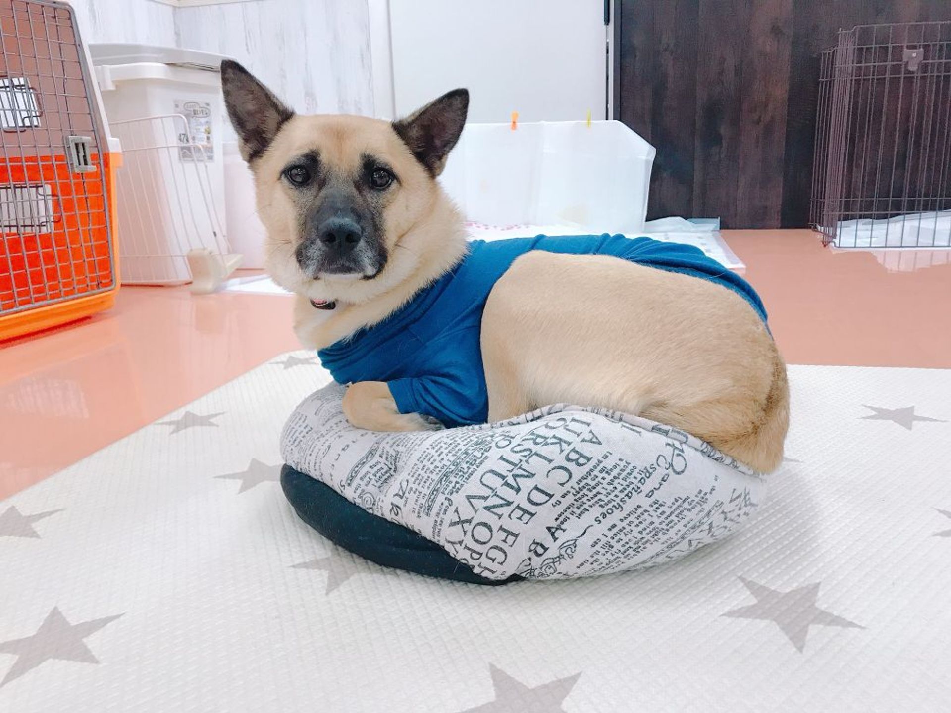 雑種（ミックス犬）・オスの里親募集の写真