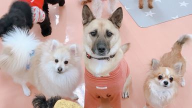 雑種（ミックス犬）・オスの里親募集の写真