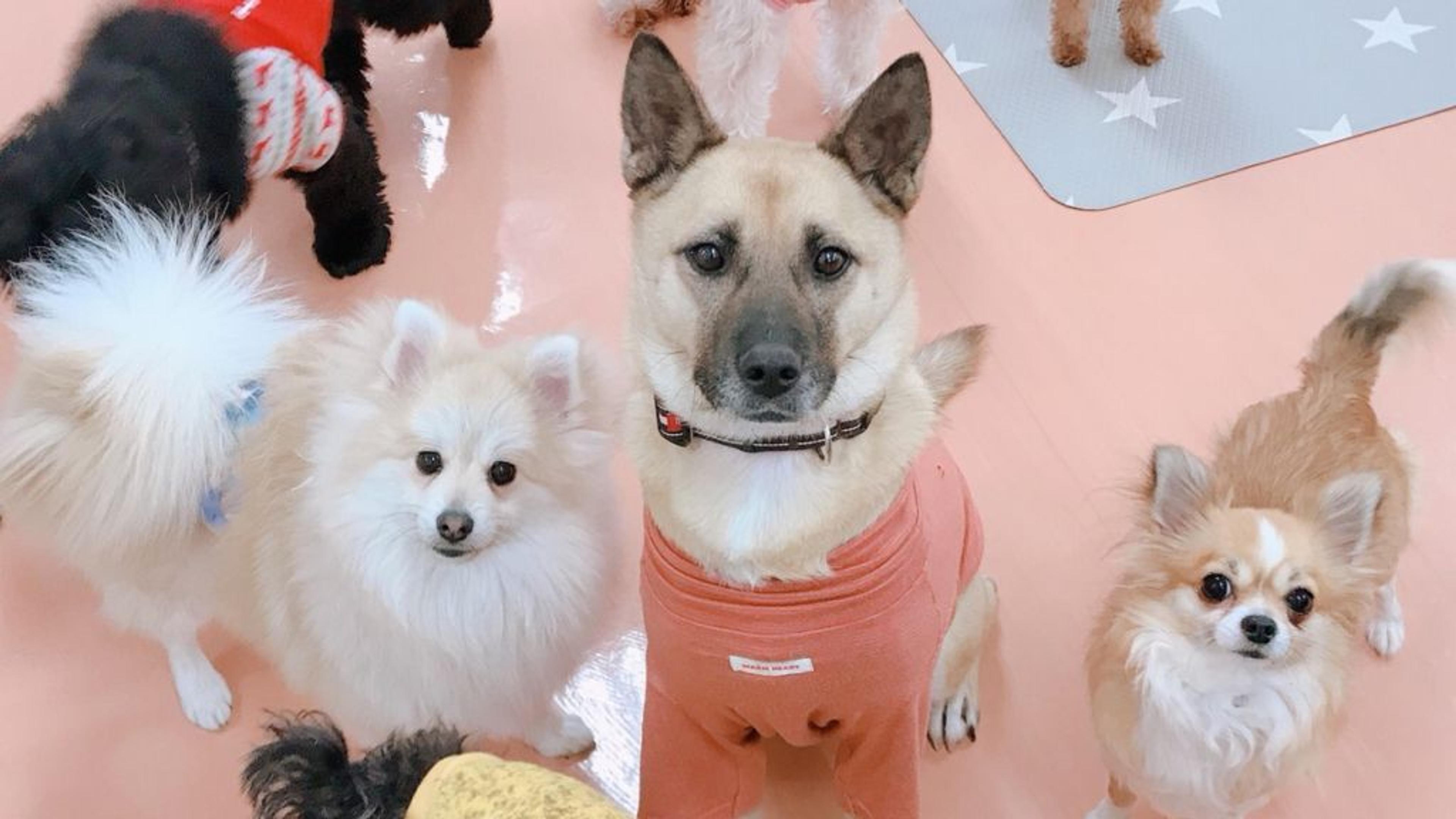 pet-image-3