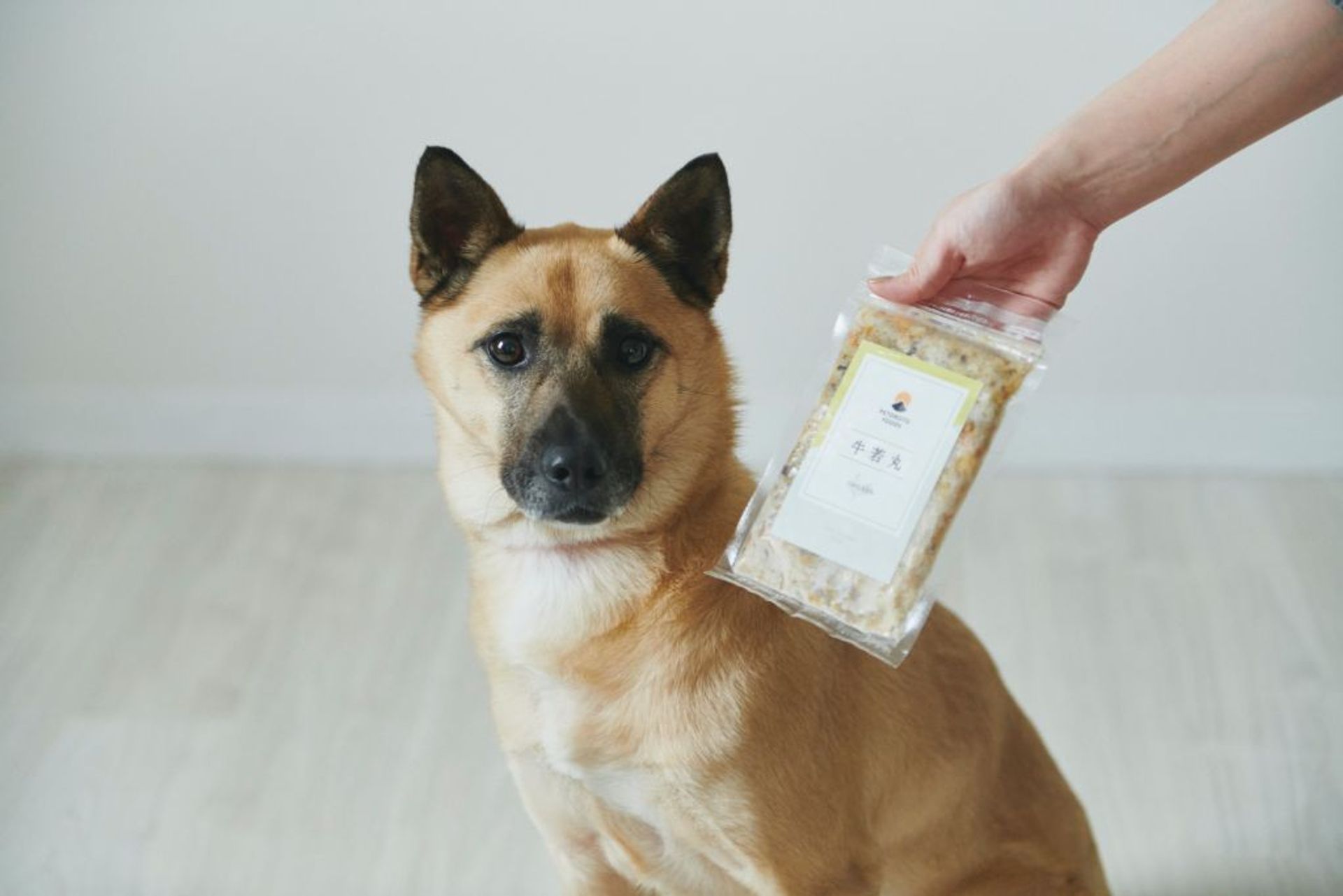 雑種（ミックス犬）・オスの里親募集の写真