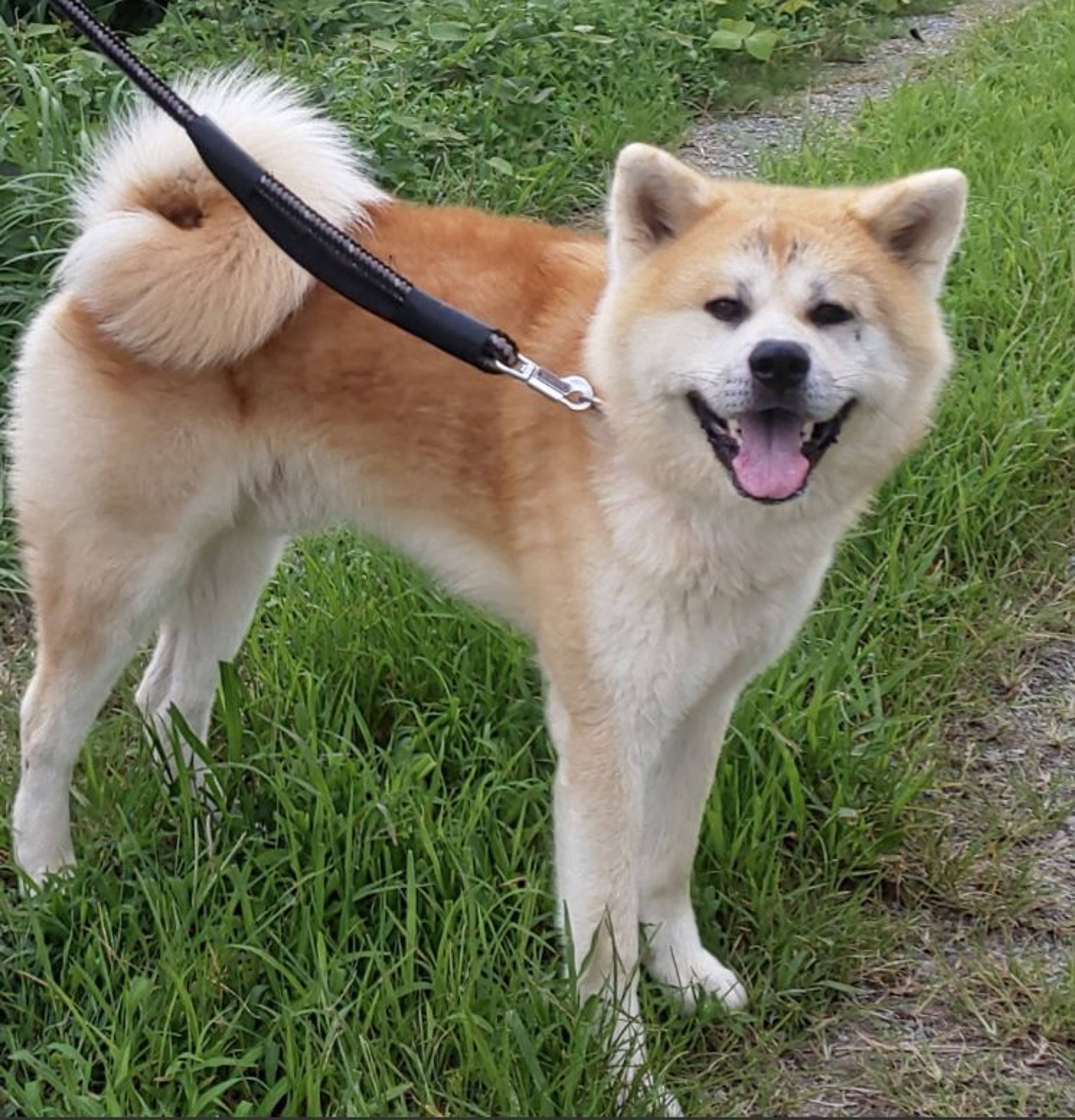 秋田犬・オスの里親募集の写真