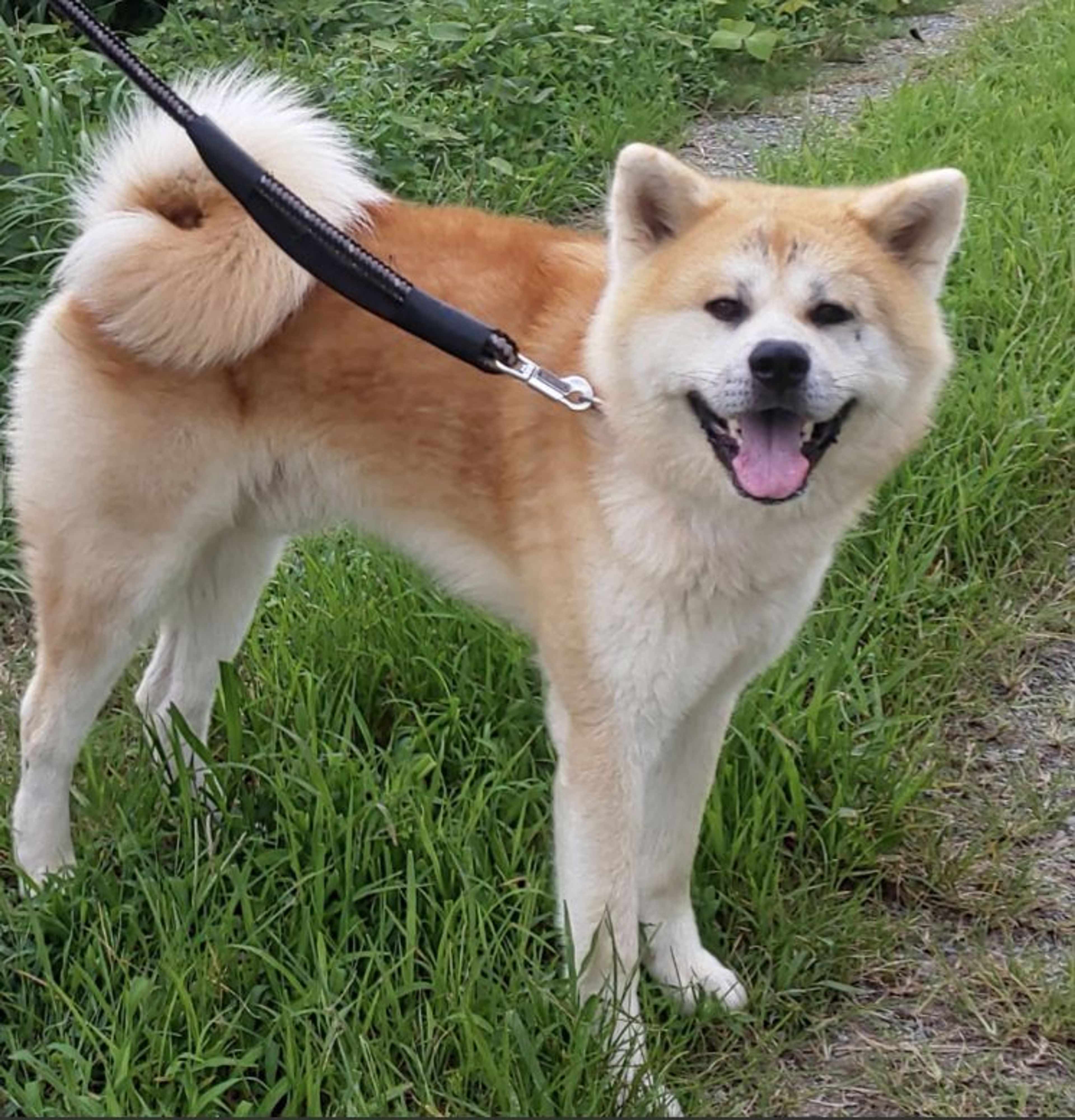 秋田犬・オスの里親募集の写真
