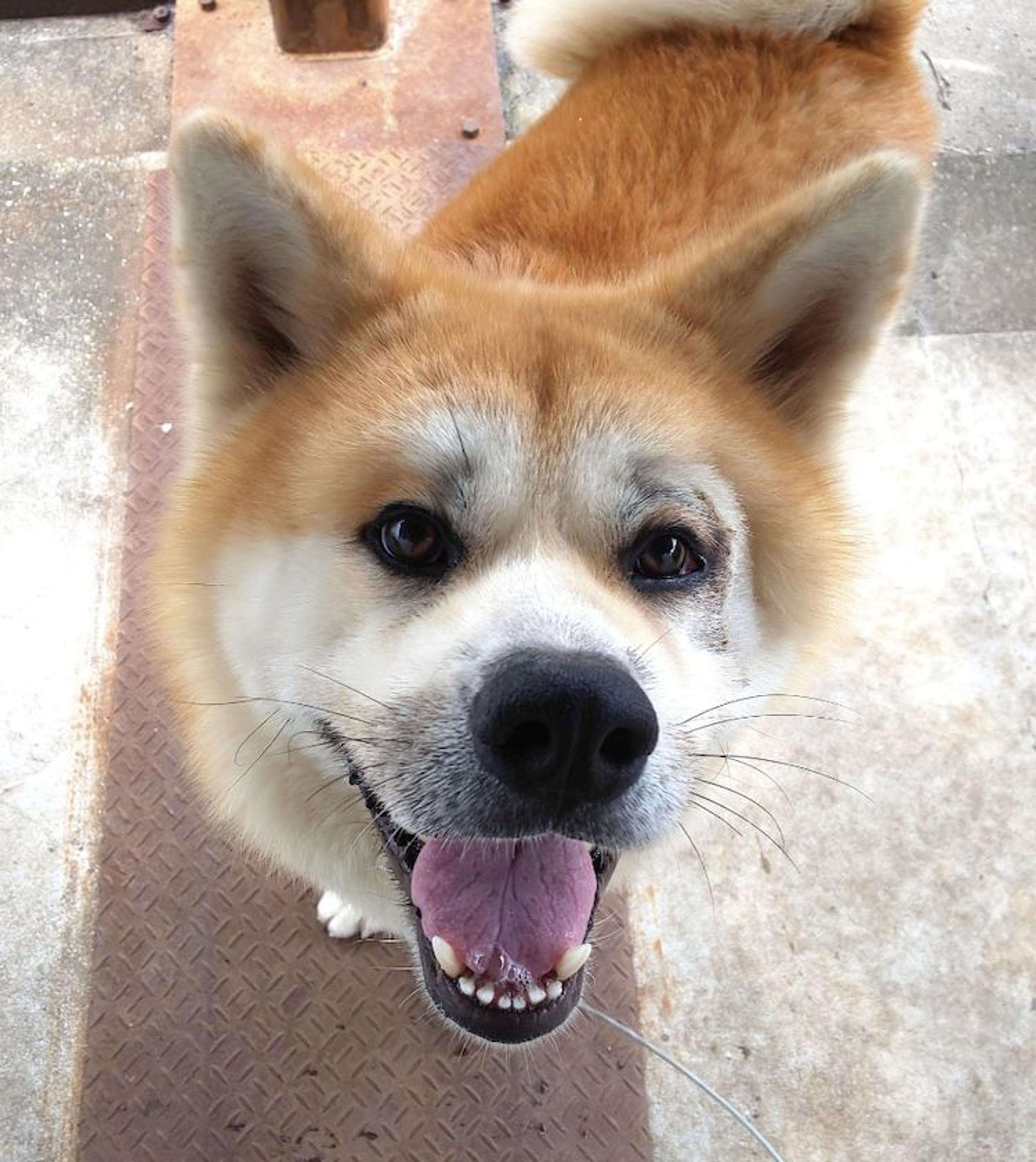 pet-image-2