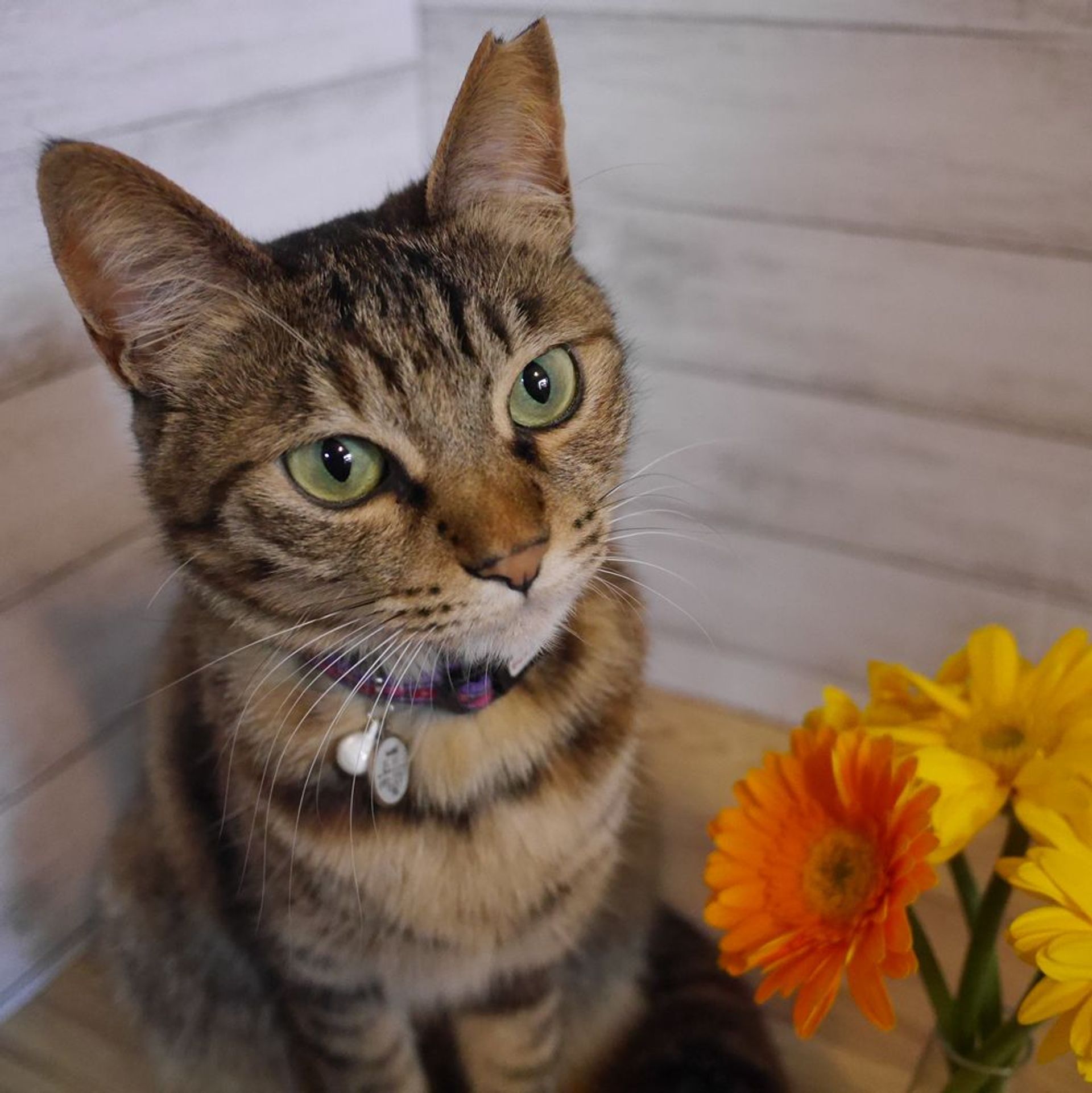 雑種（ミックス猫）・メスの里親募集の写真