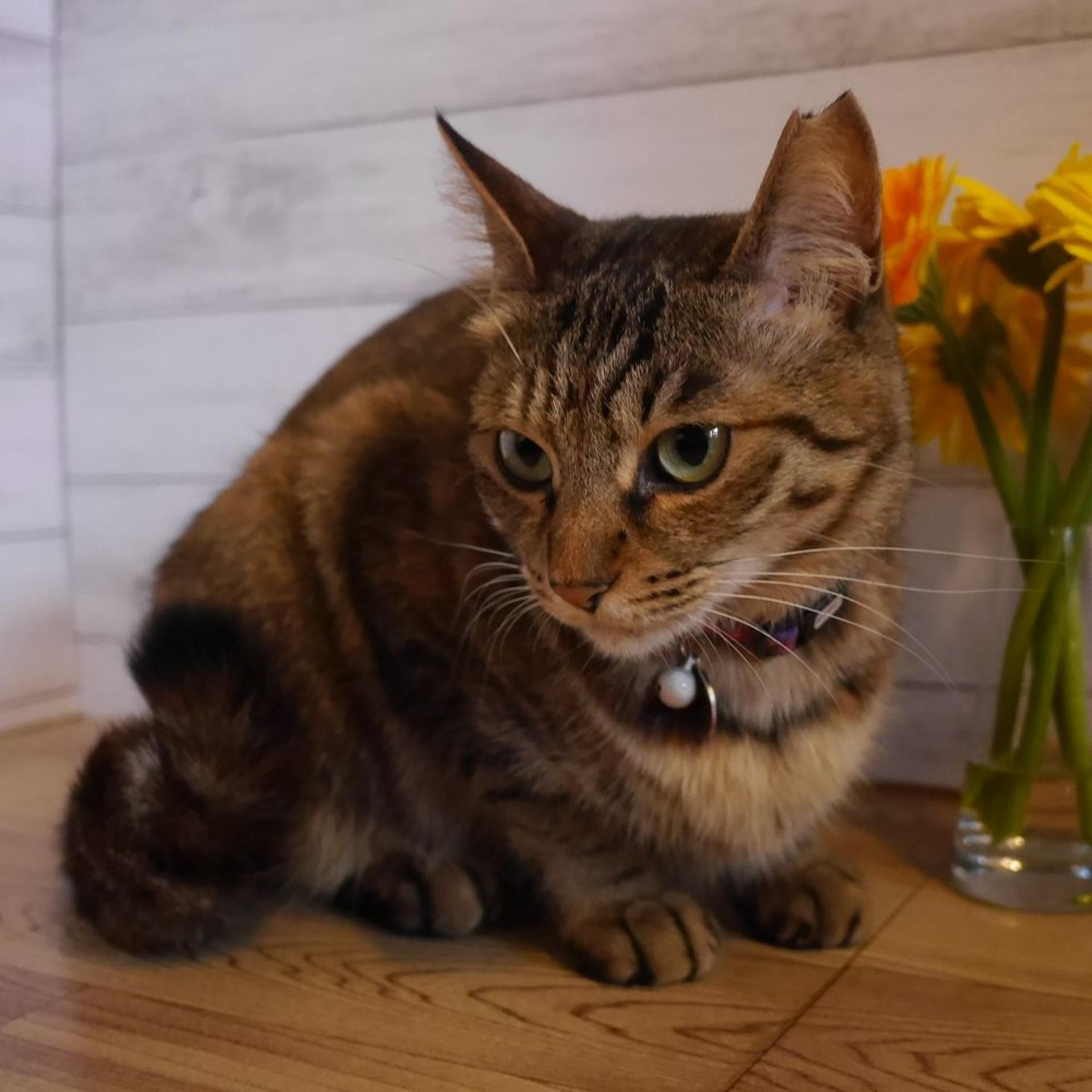 pet-image-2