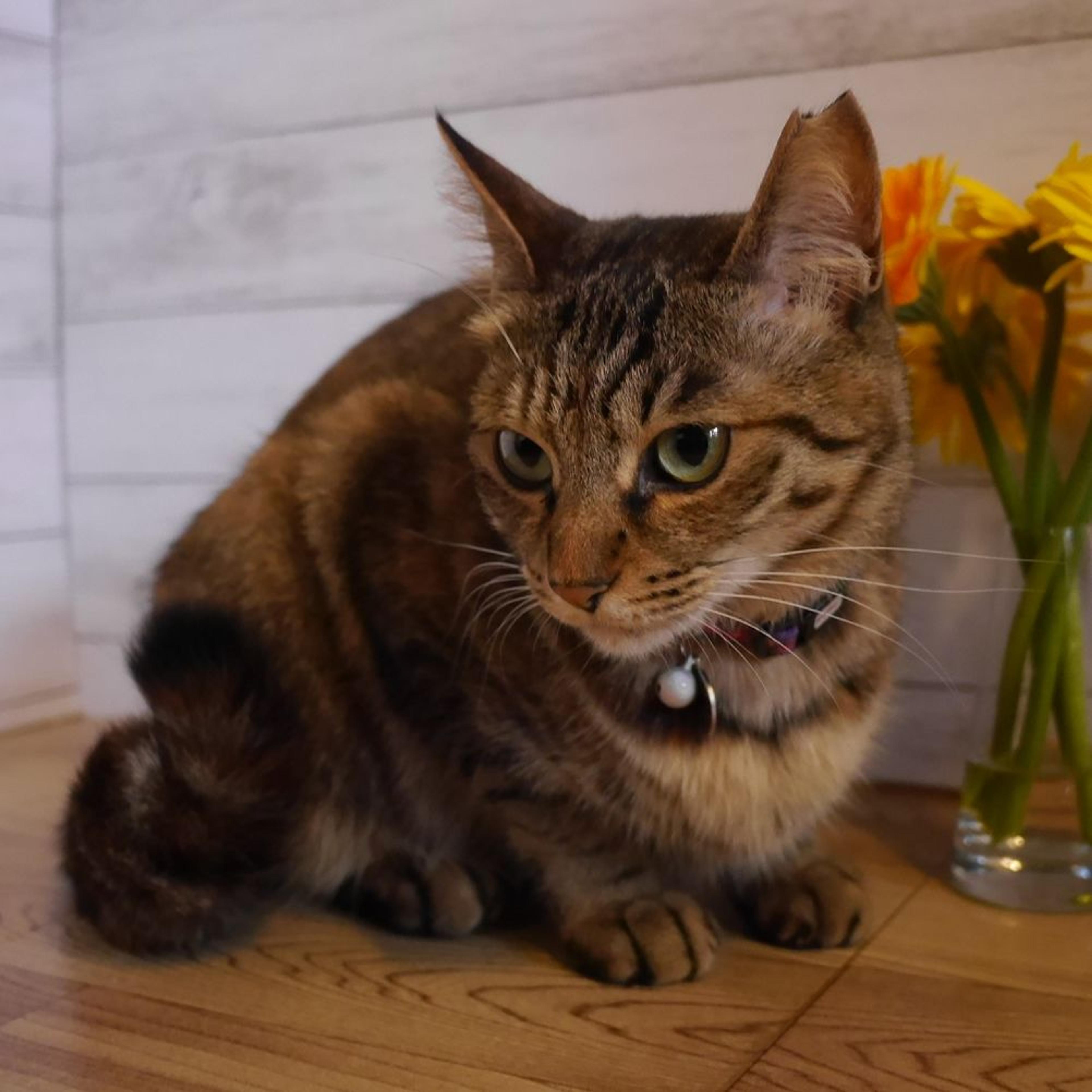 pet-image-2