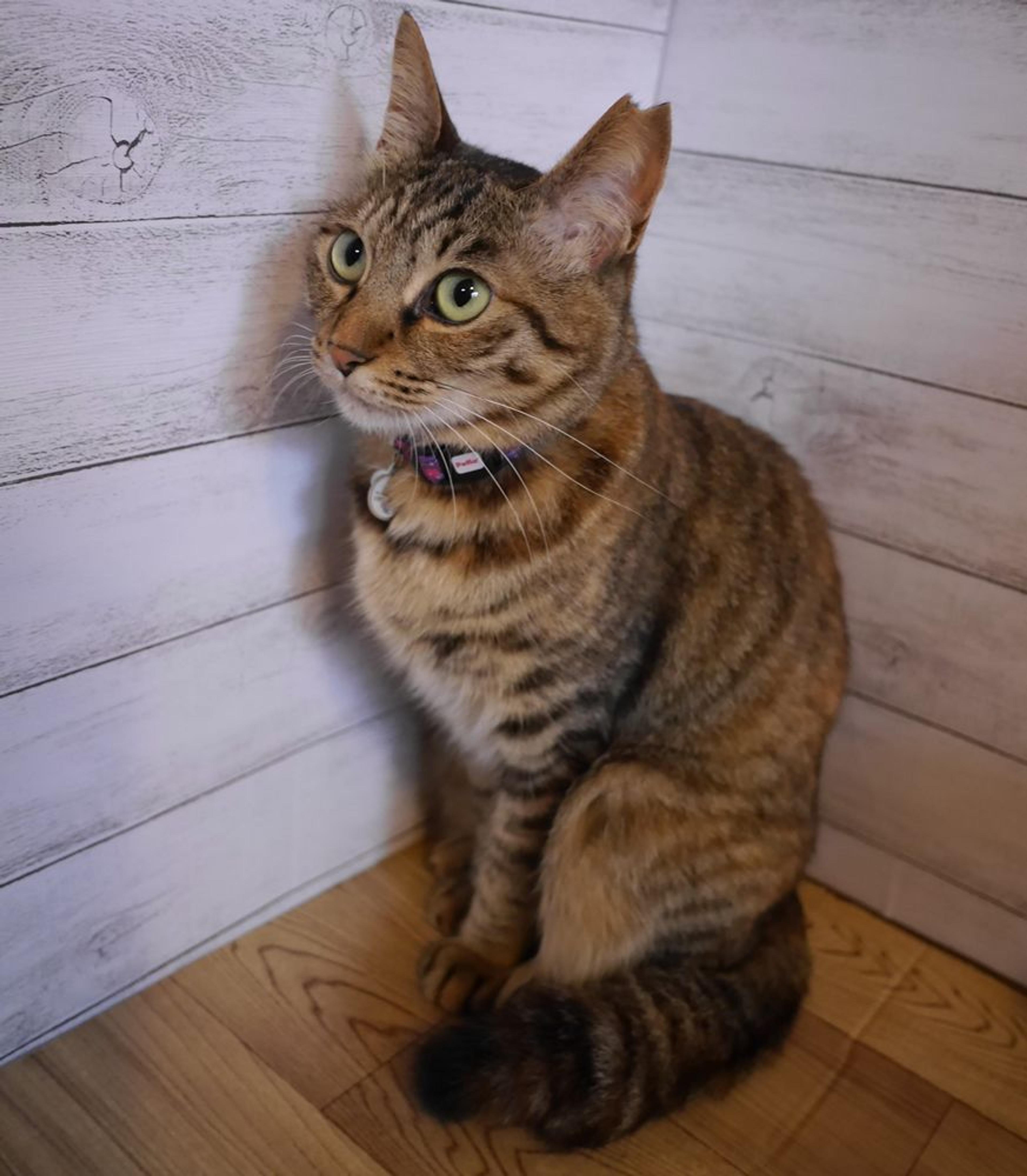 pet-image-3