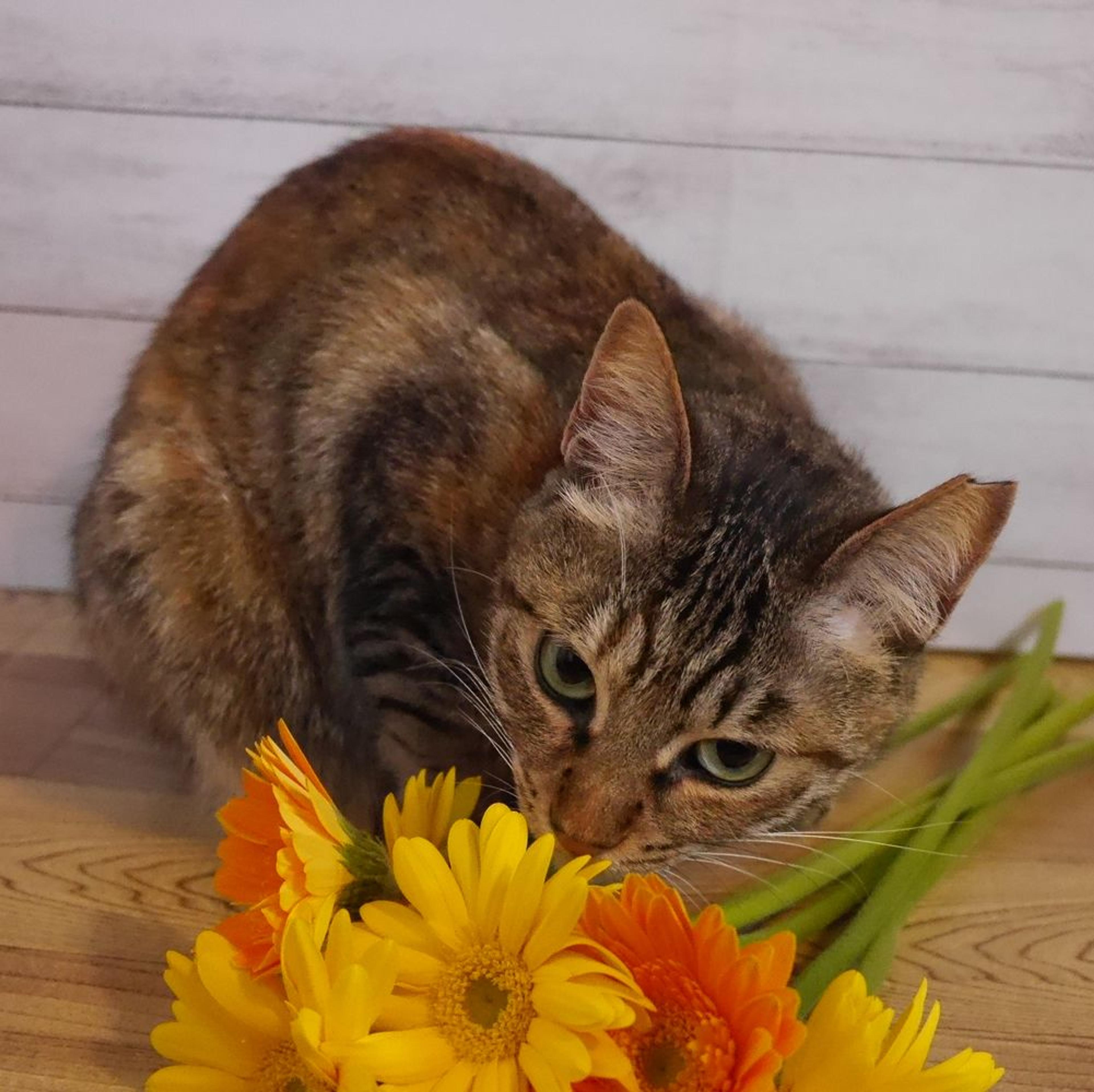 pet-image-4