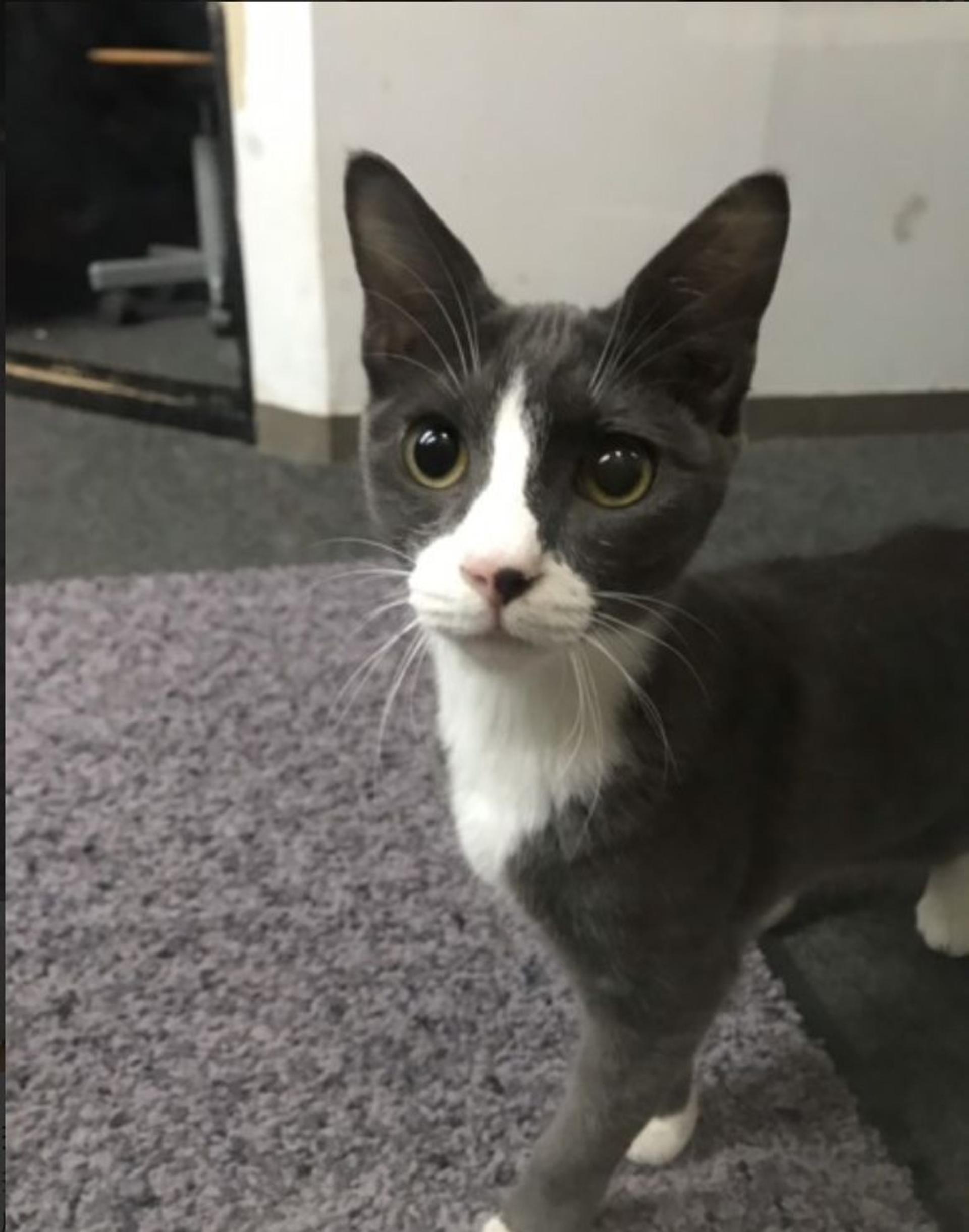 pet-image-3