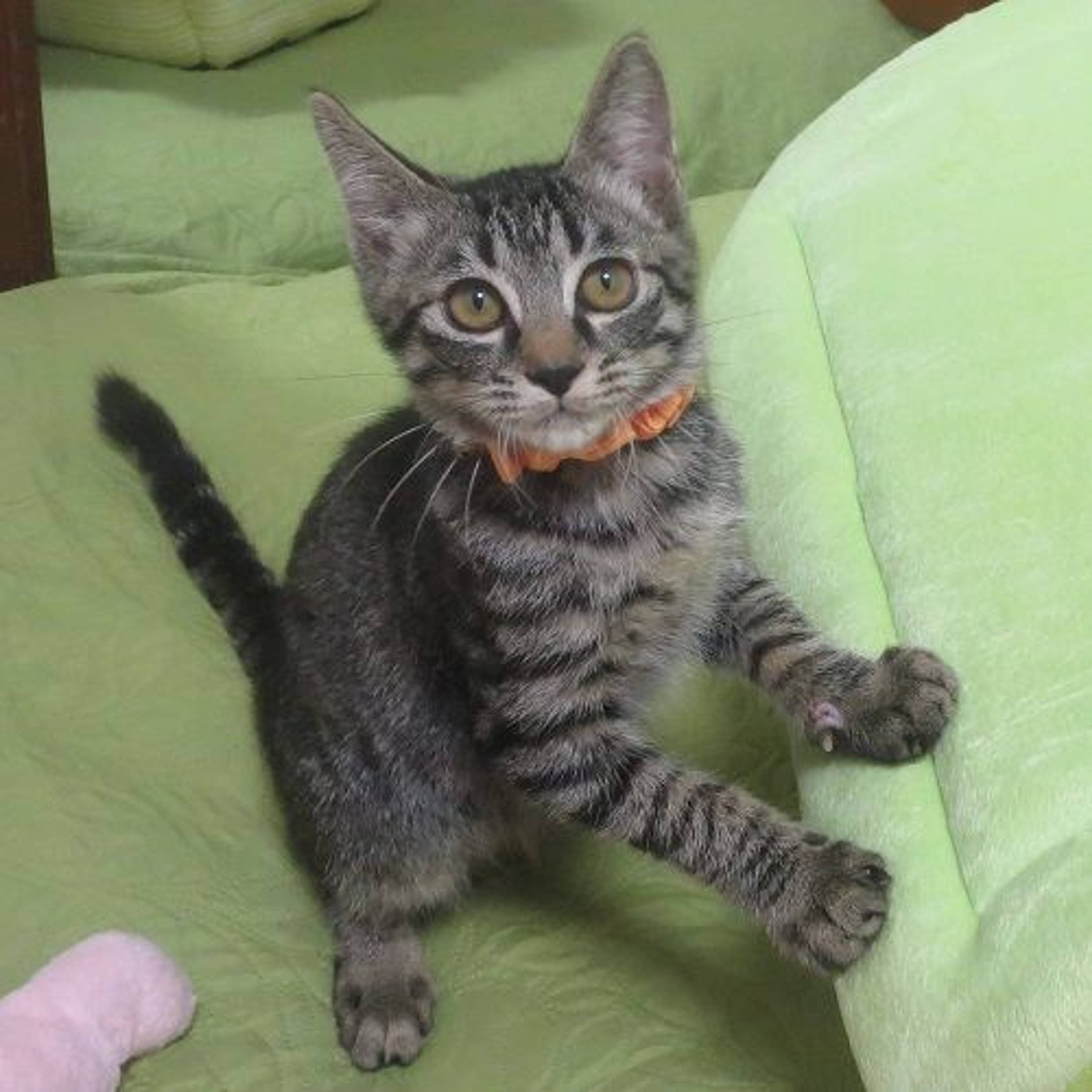 雑種（ミックス猫）・オスの里親募集の写真