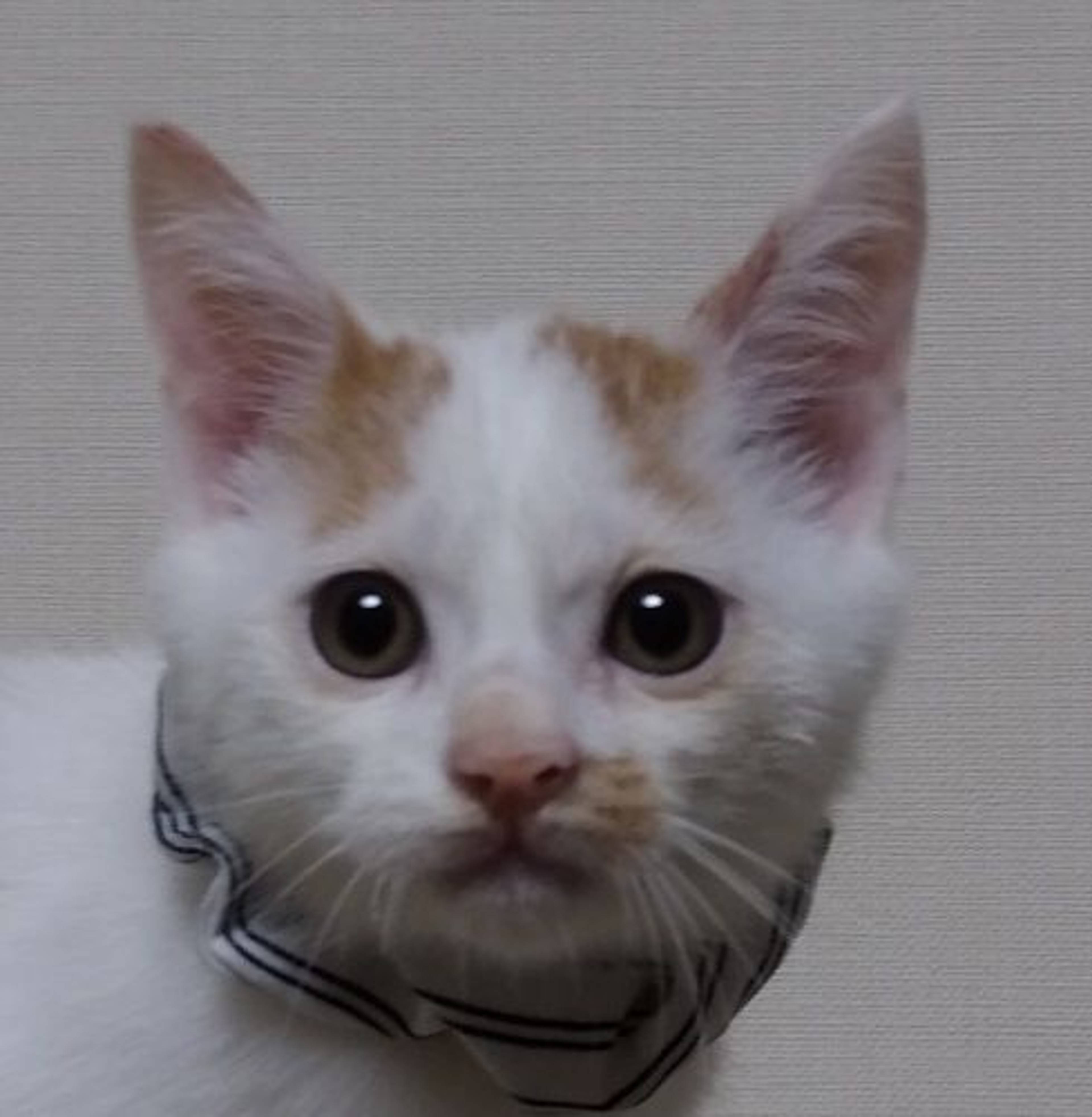 雑種（ミックス猫）・オスの里親募集の写真