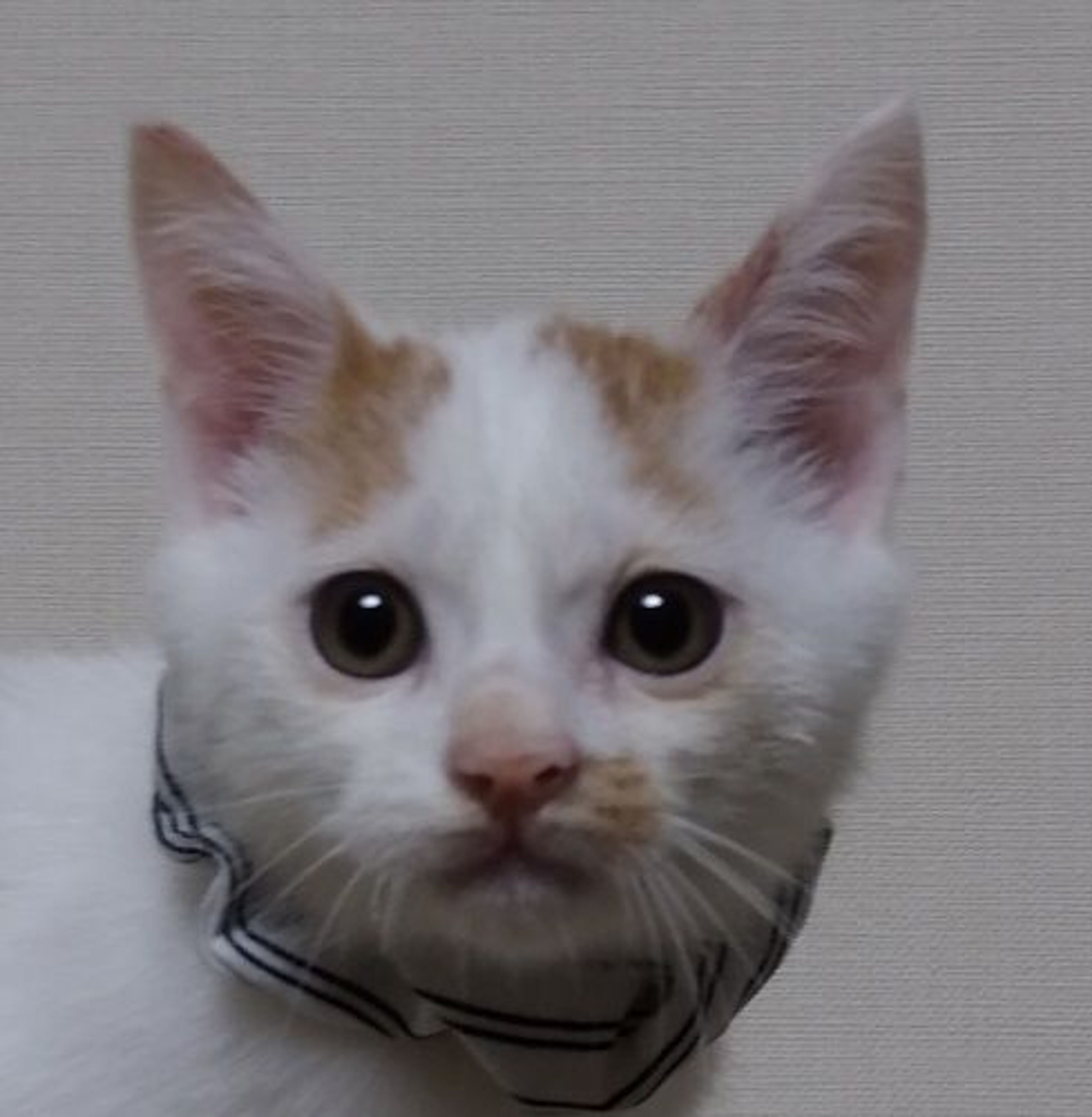 雑種（ミックス猫）・オスの里親募集の写真
