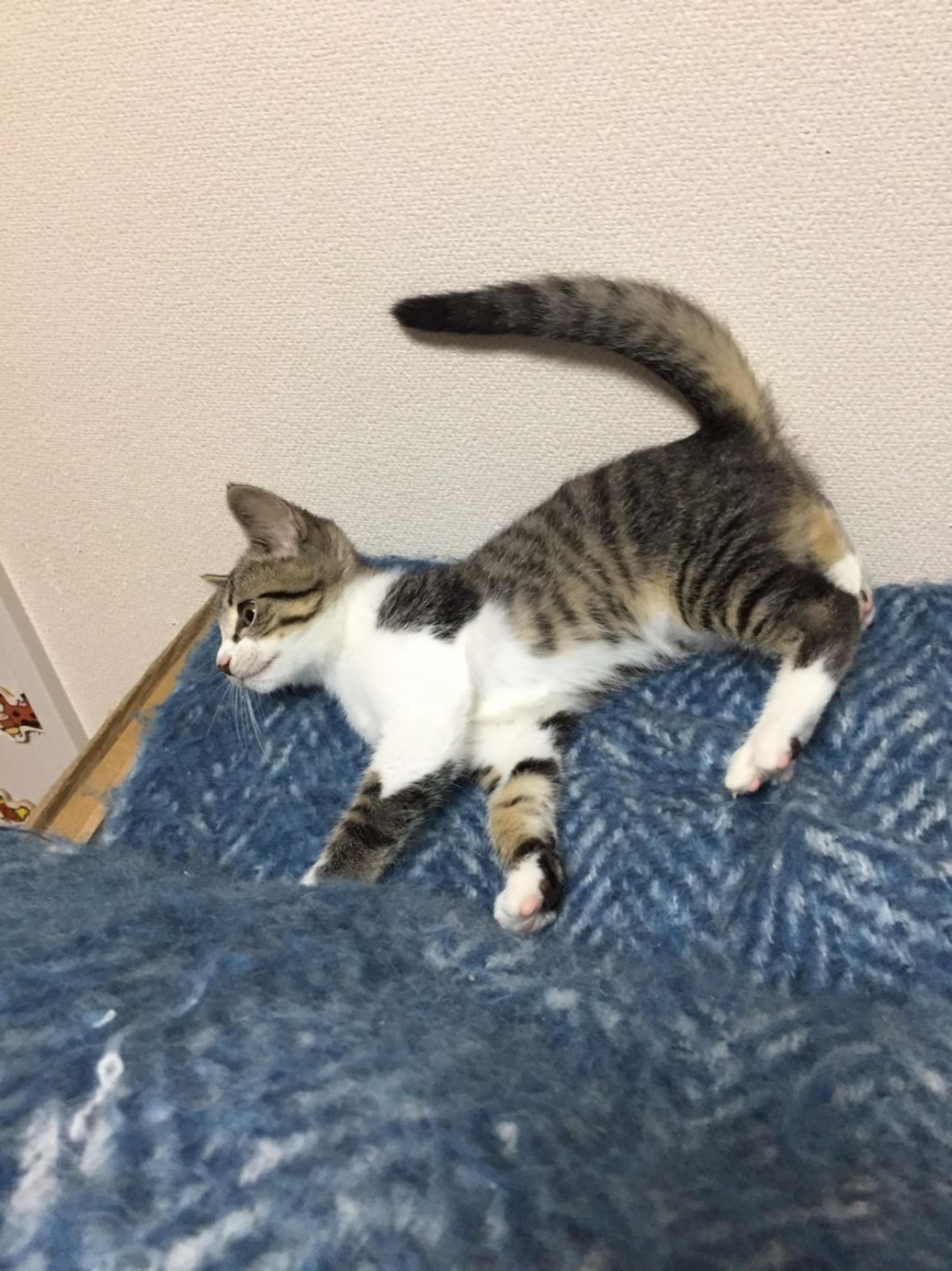 pet-image-2
