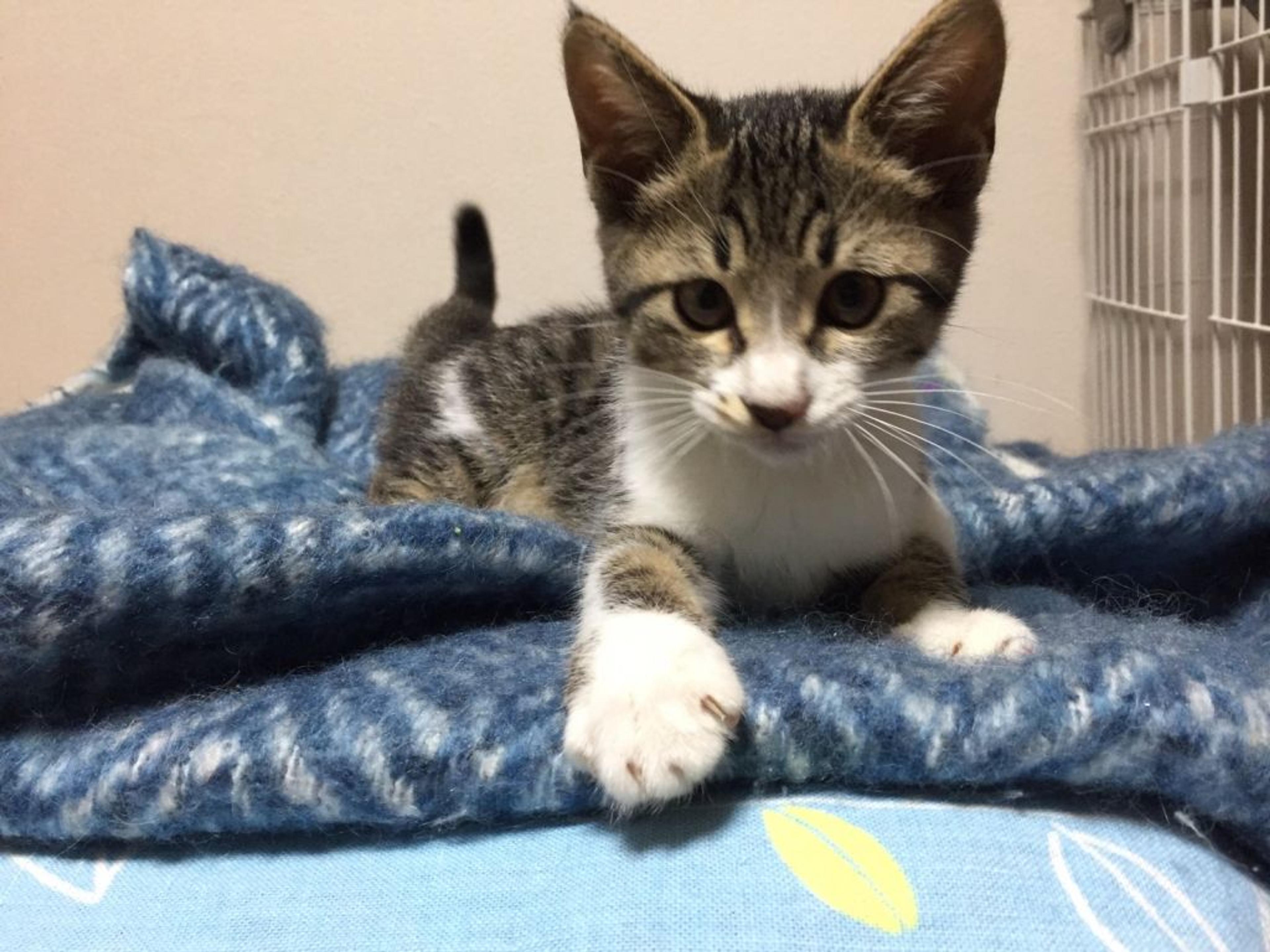 pet-image-4