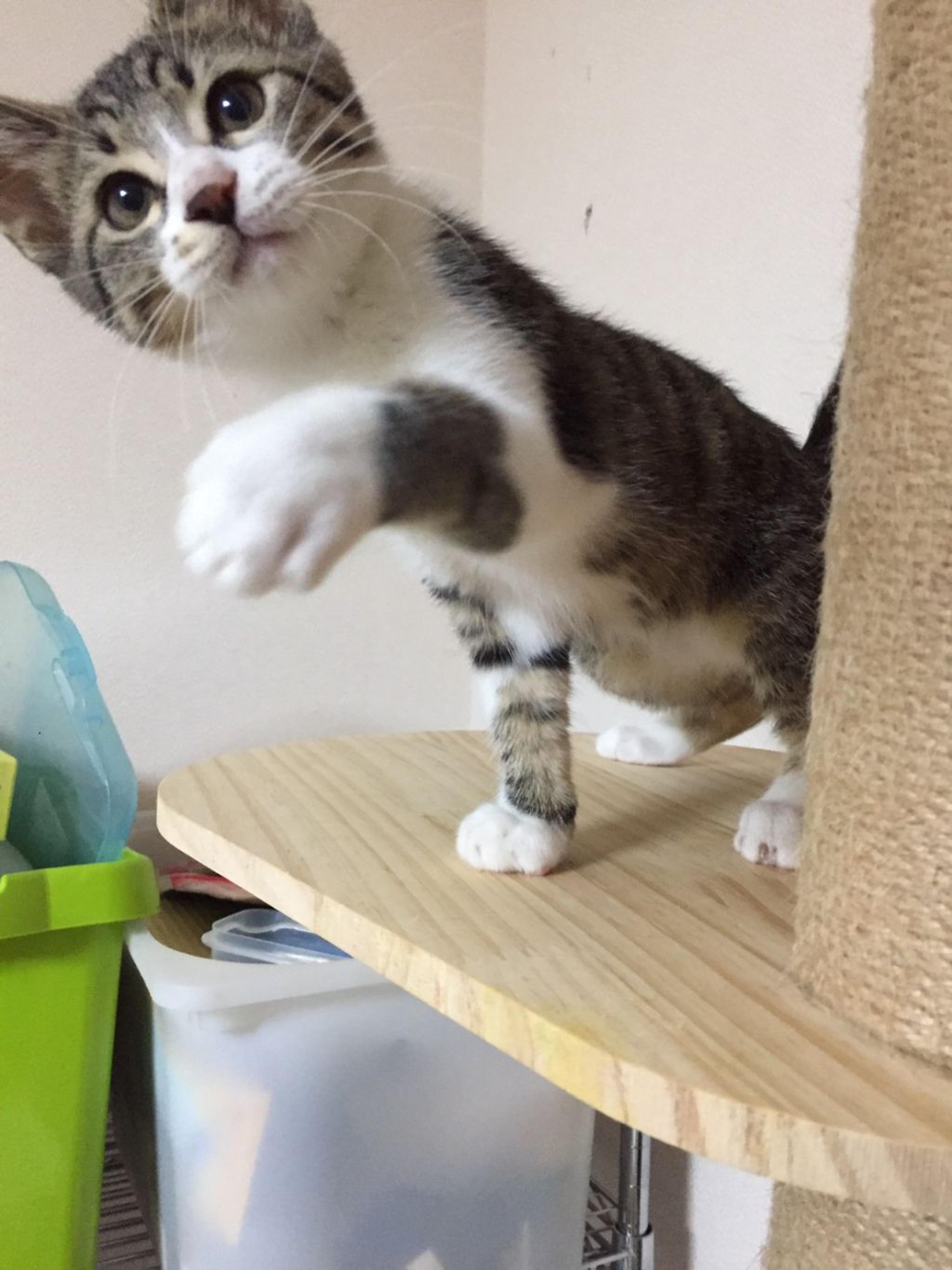 pet-image-6