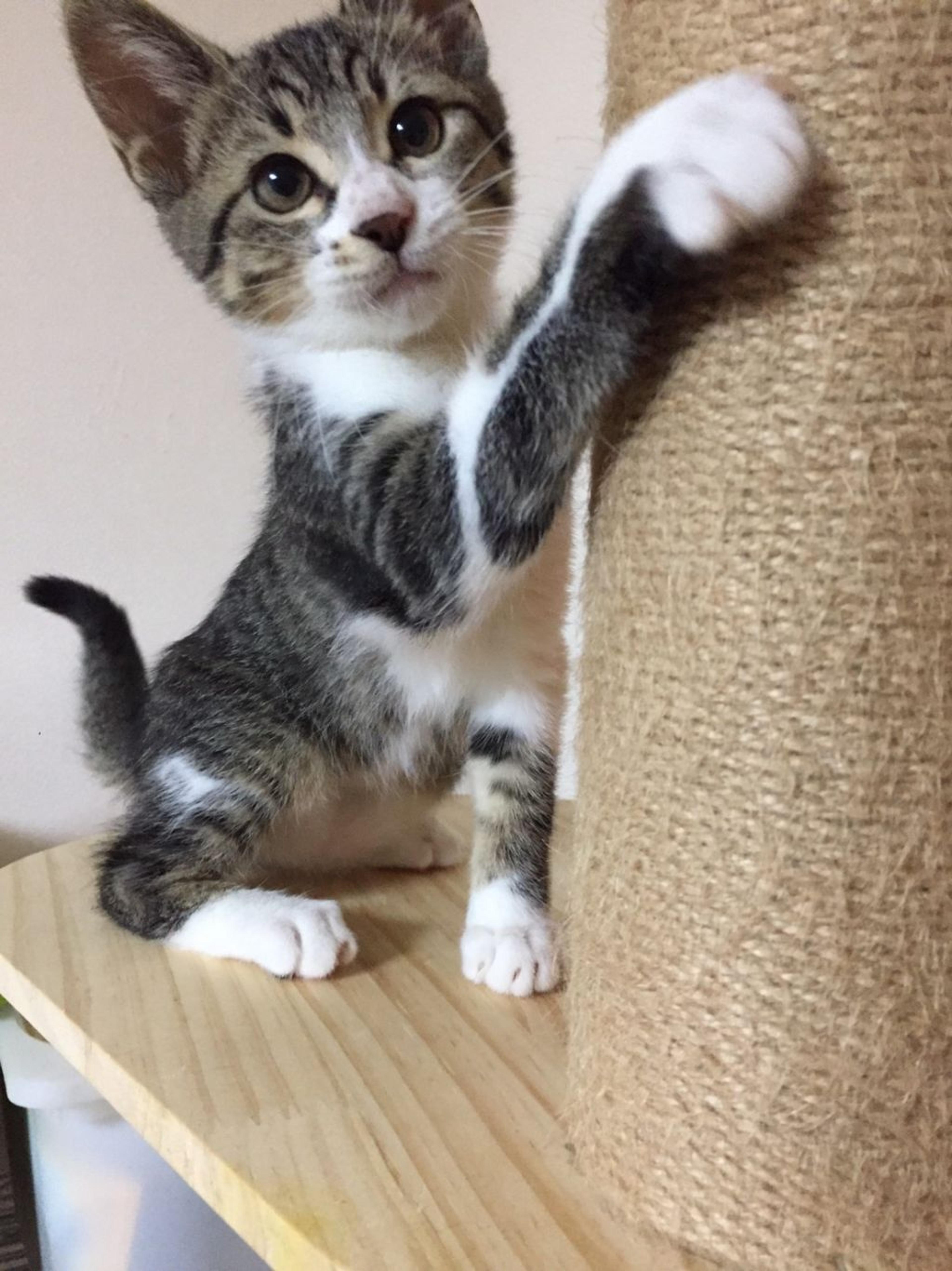 pet-image-7