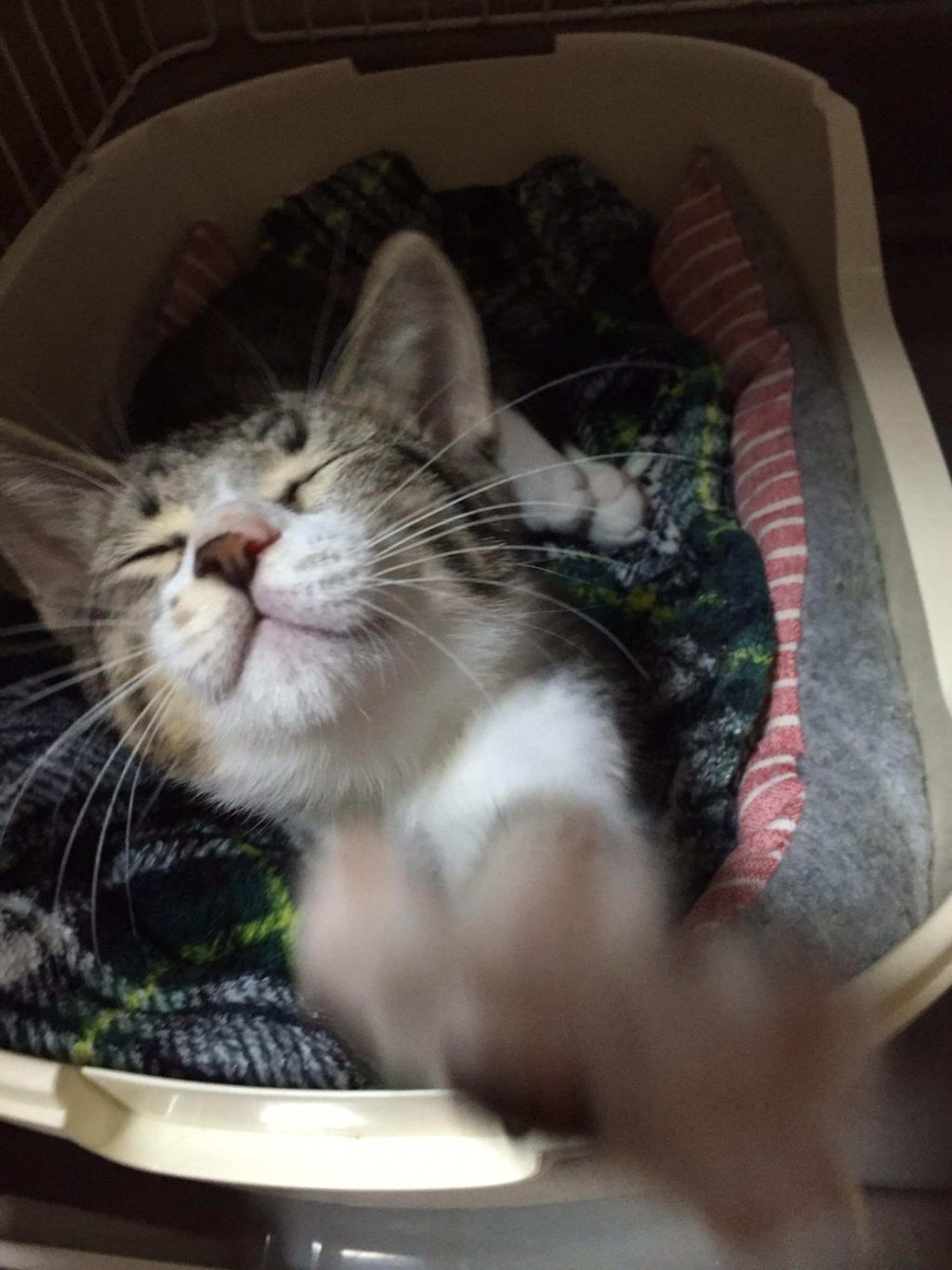 pet-image-9