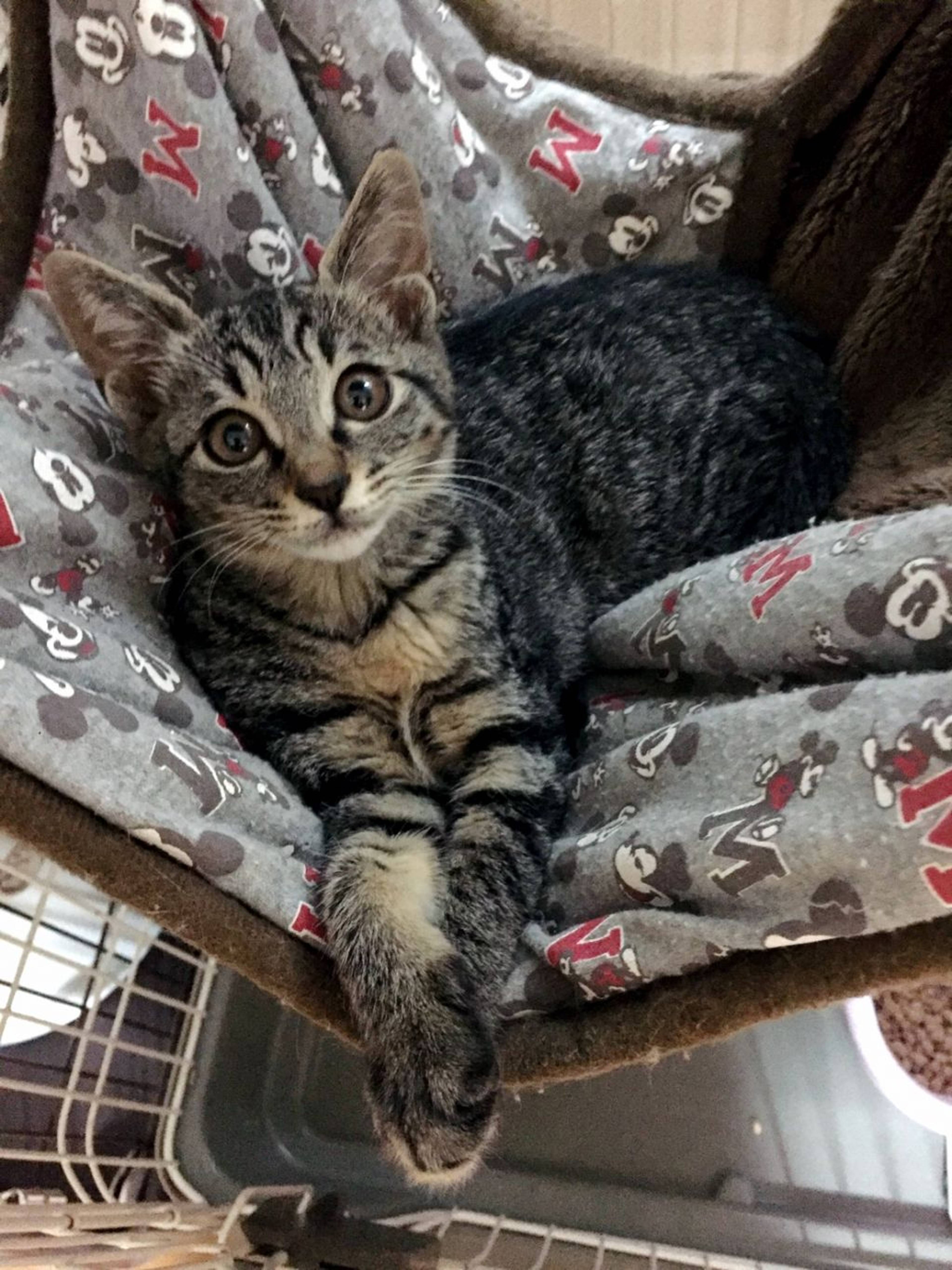 雑種（ミックス猫）・メスの里親募集の写真