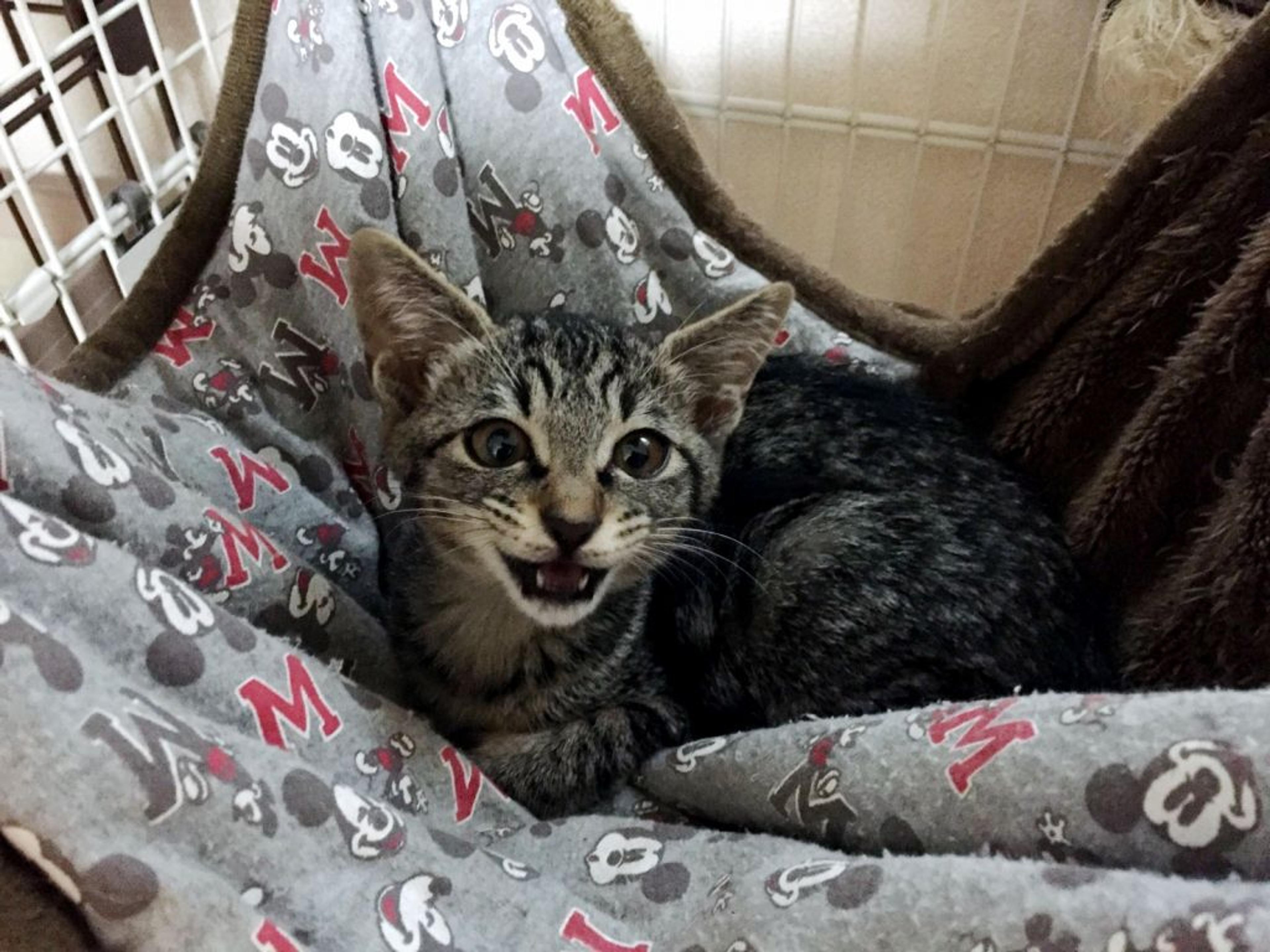 pet-image-2