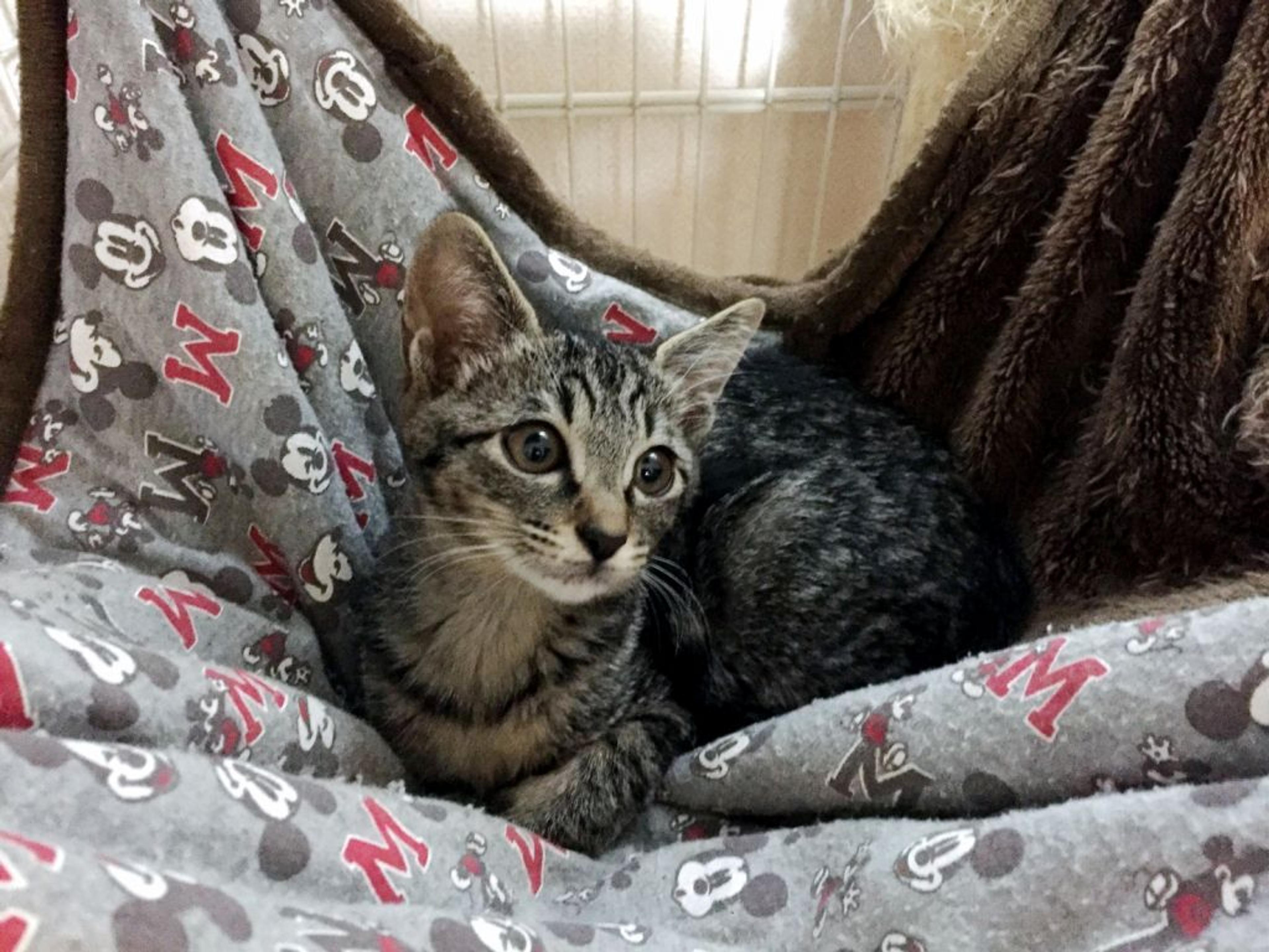 pet-image-3