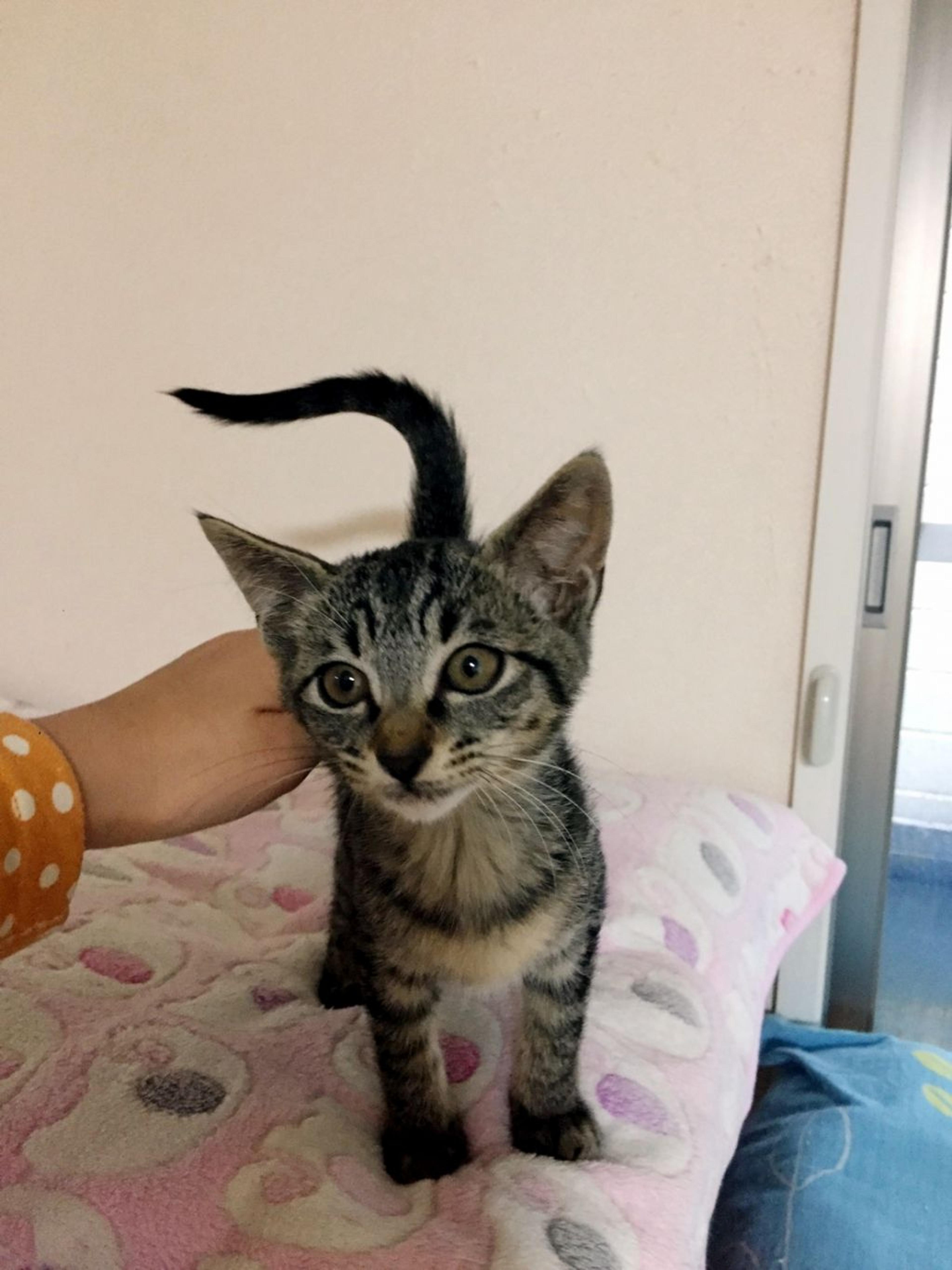 pet-image-4