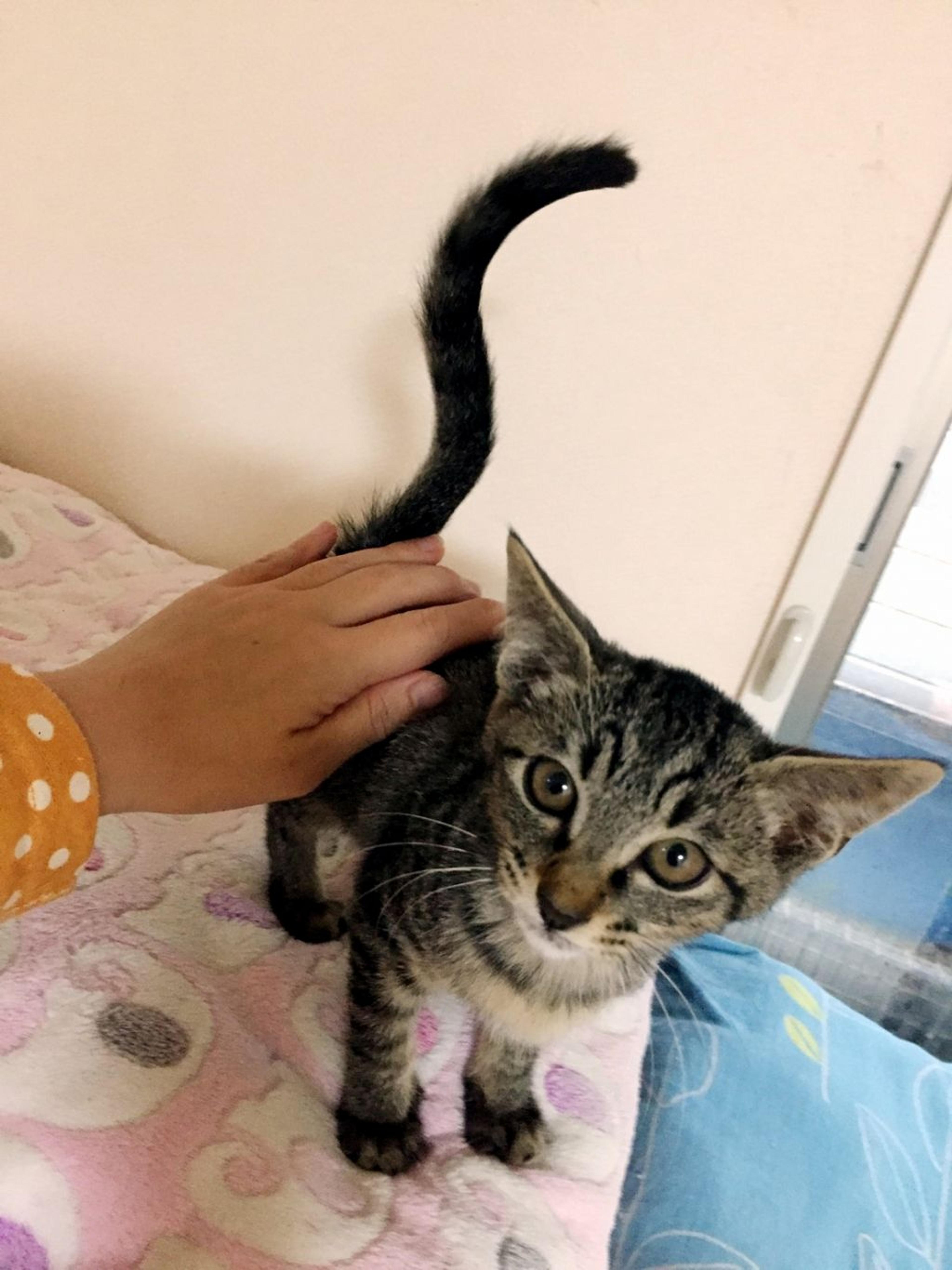 pet-image-5