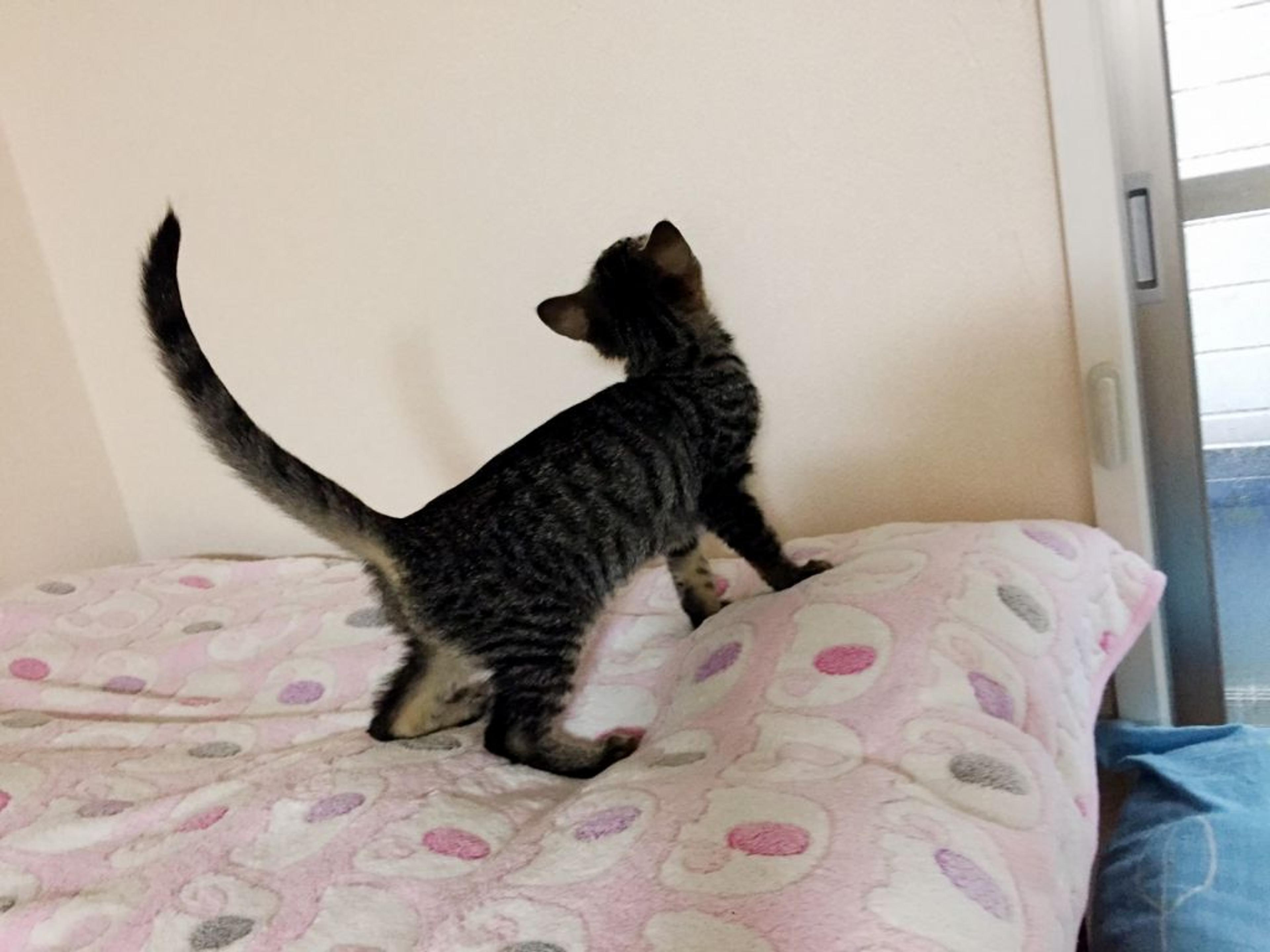 pet-image-6