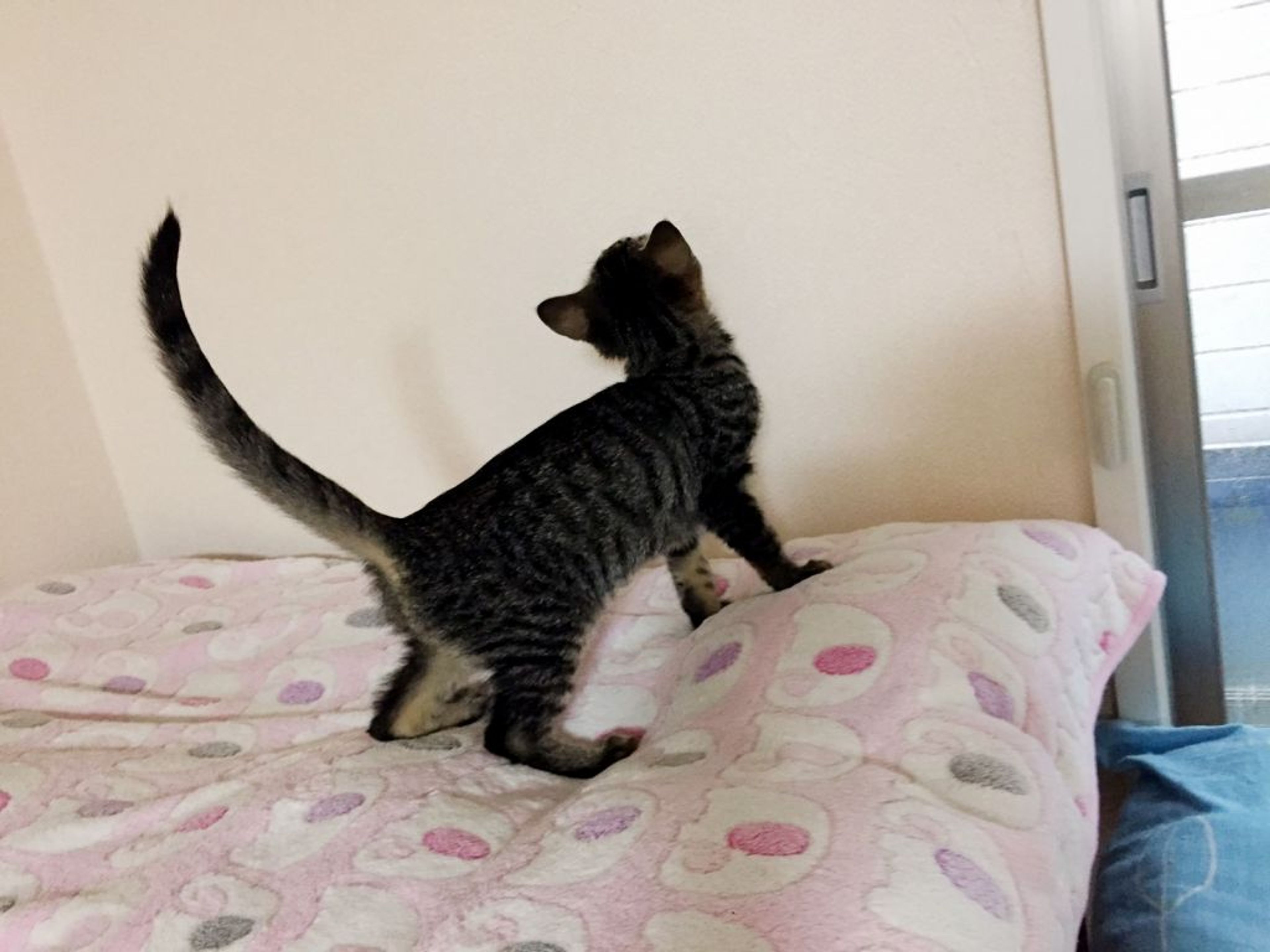 pet-image-6