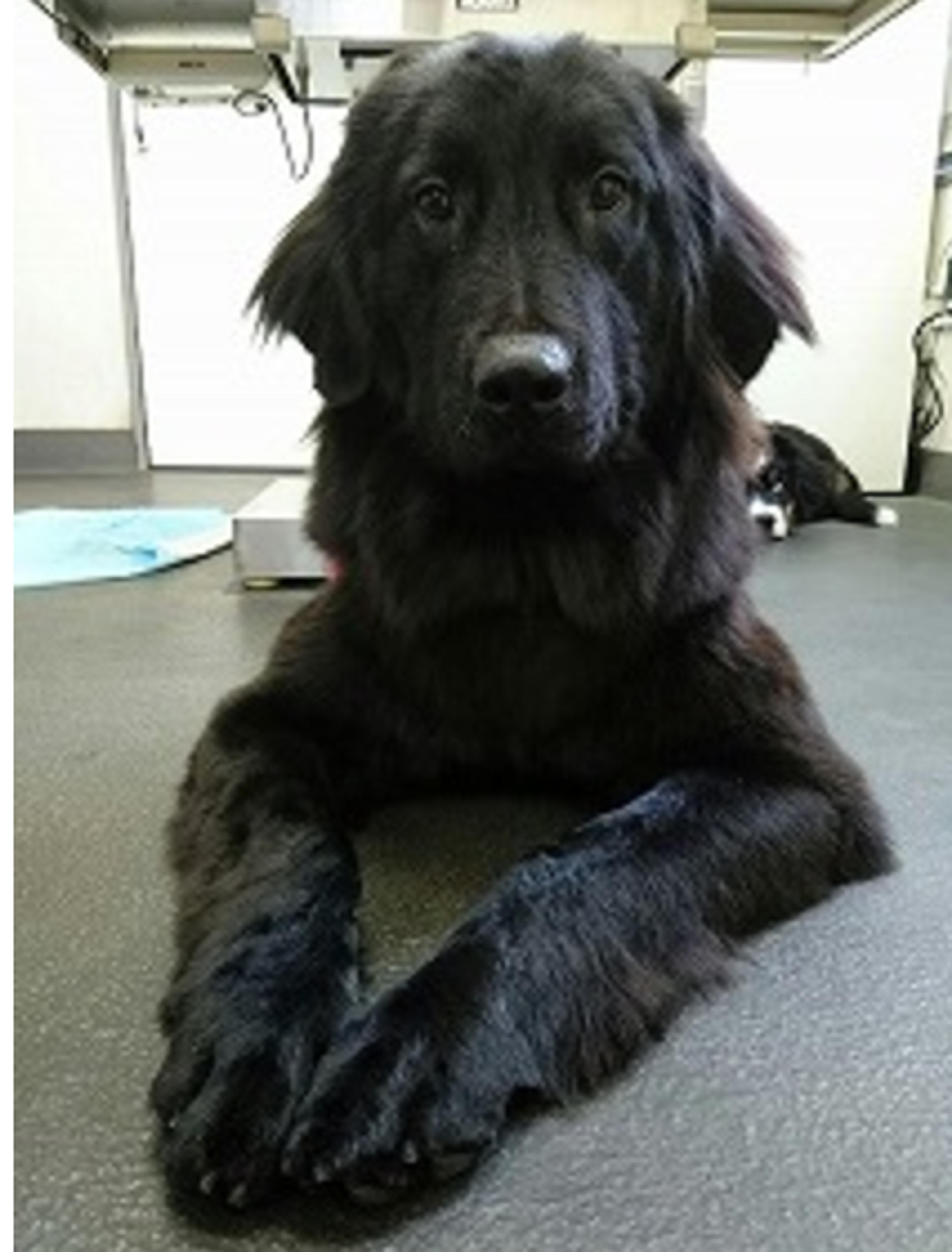 pet-image-2