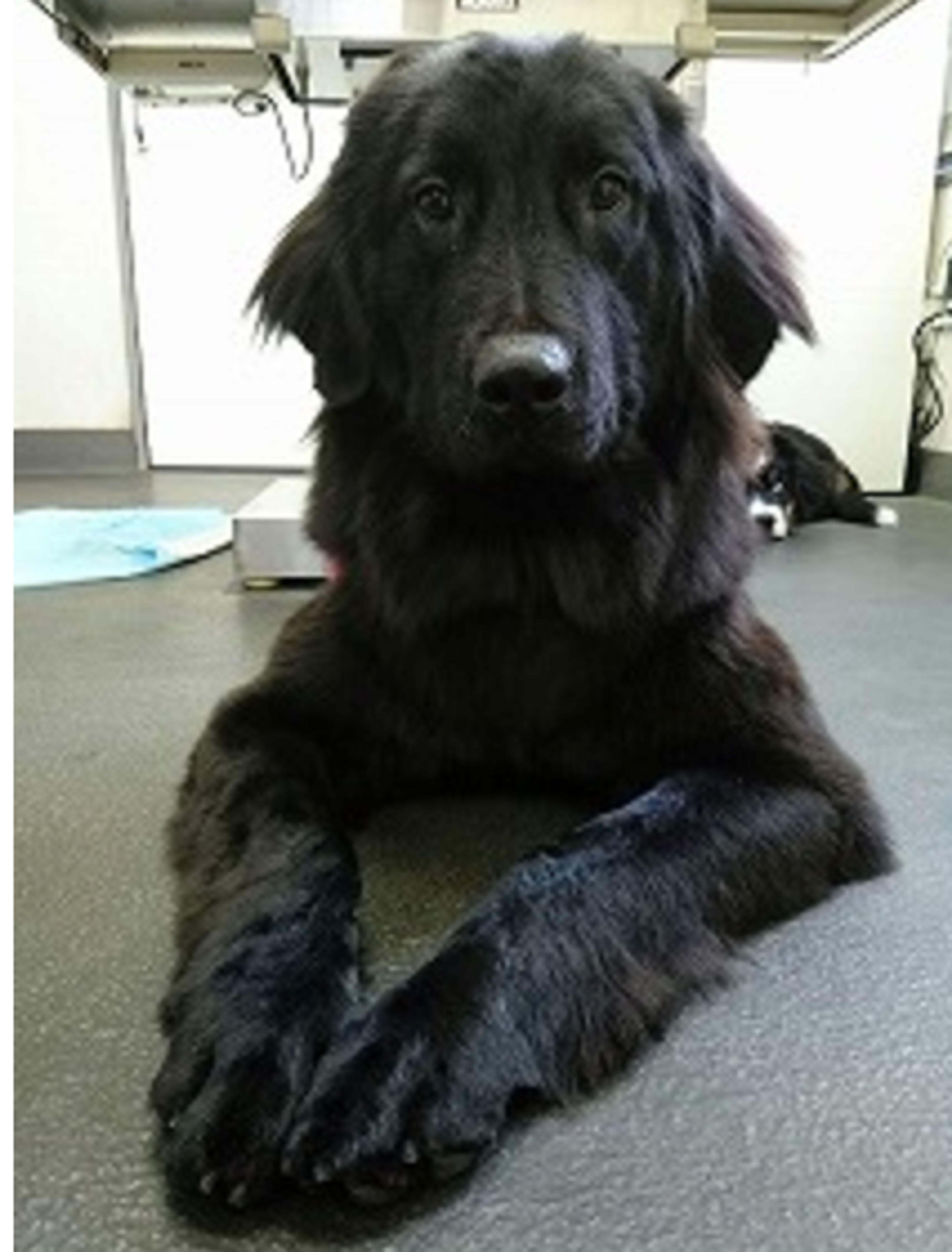 pet-image-2