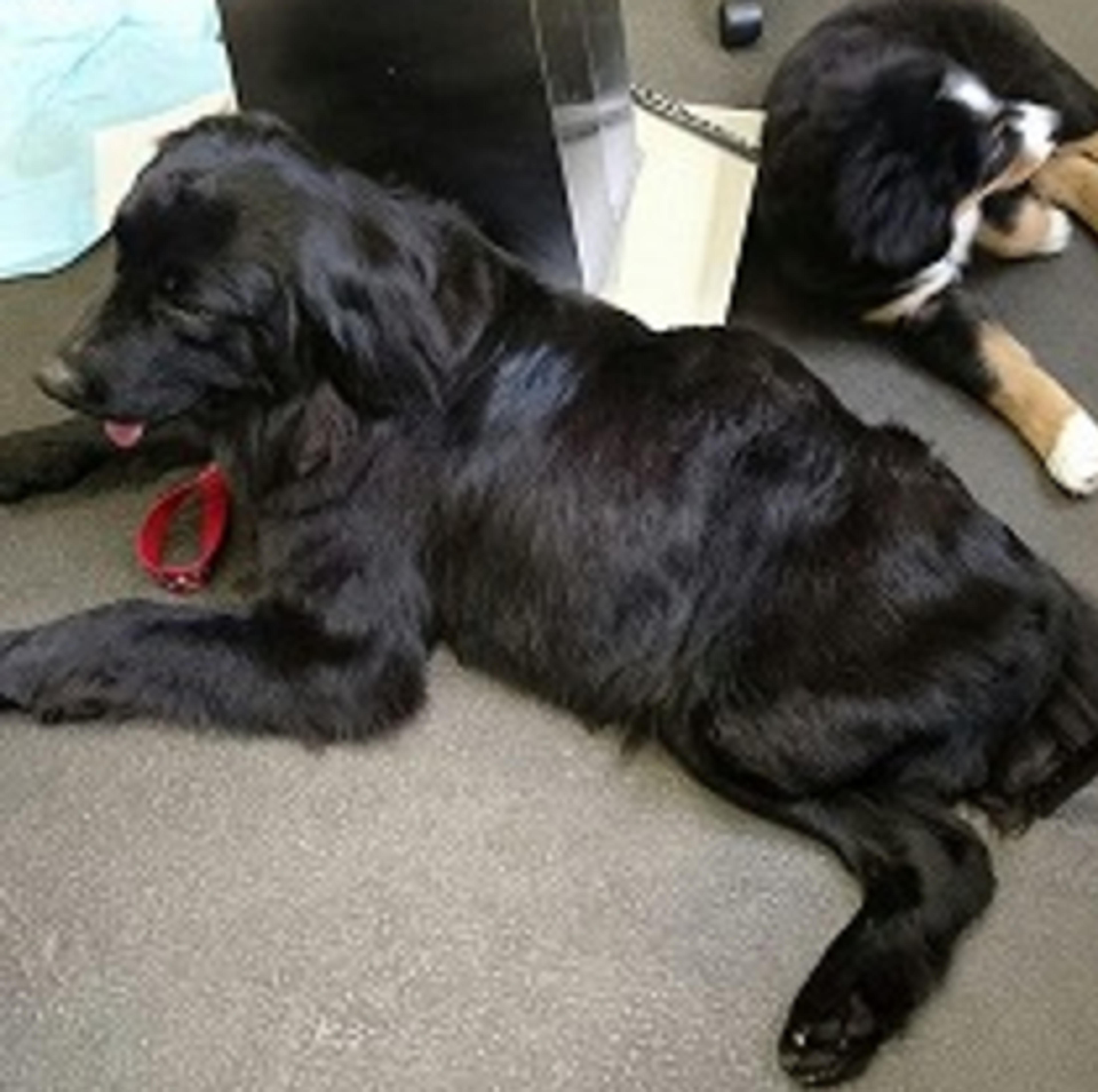 pet-image-3