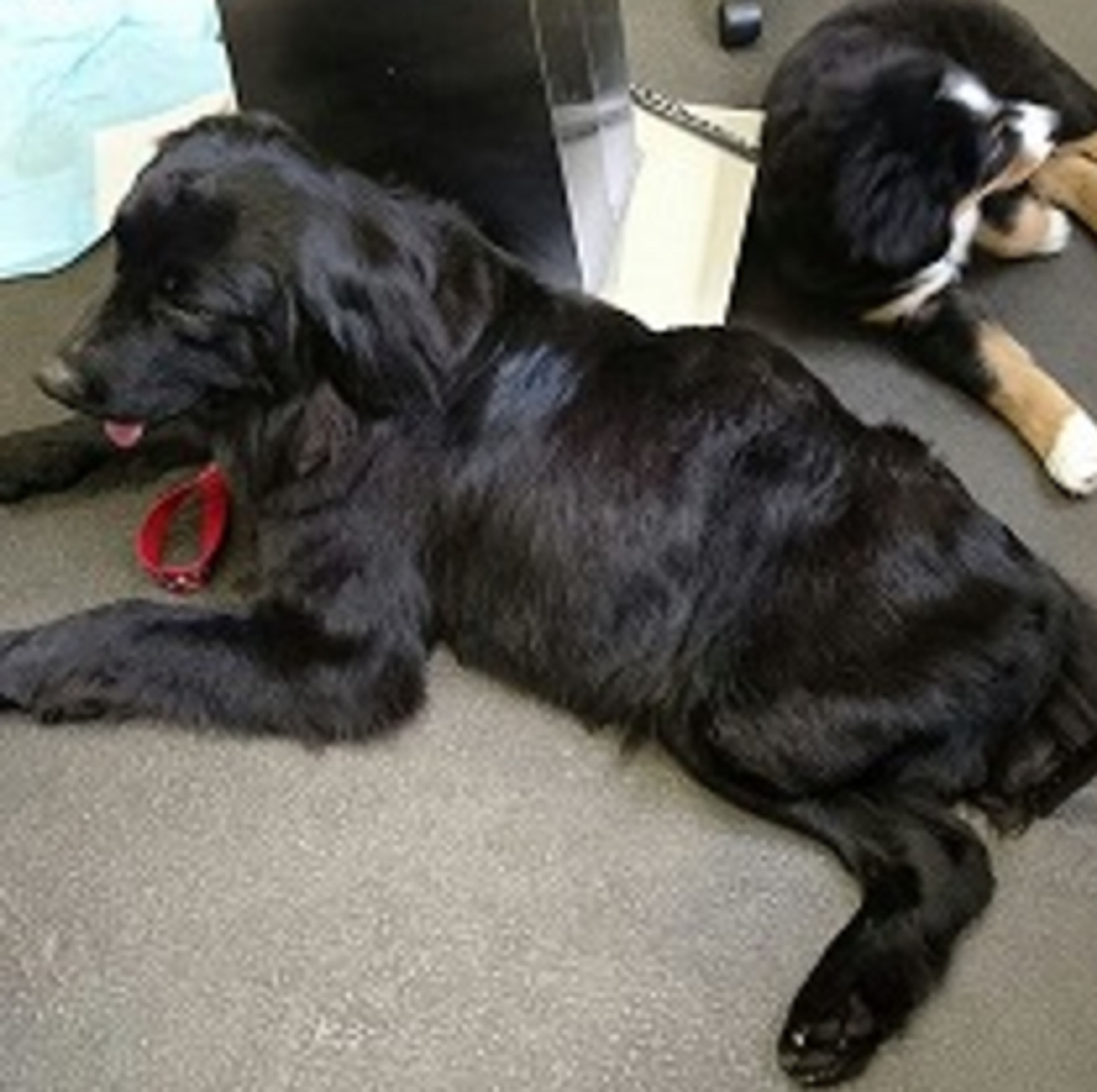 pet-image-3