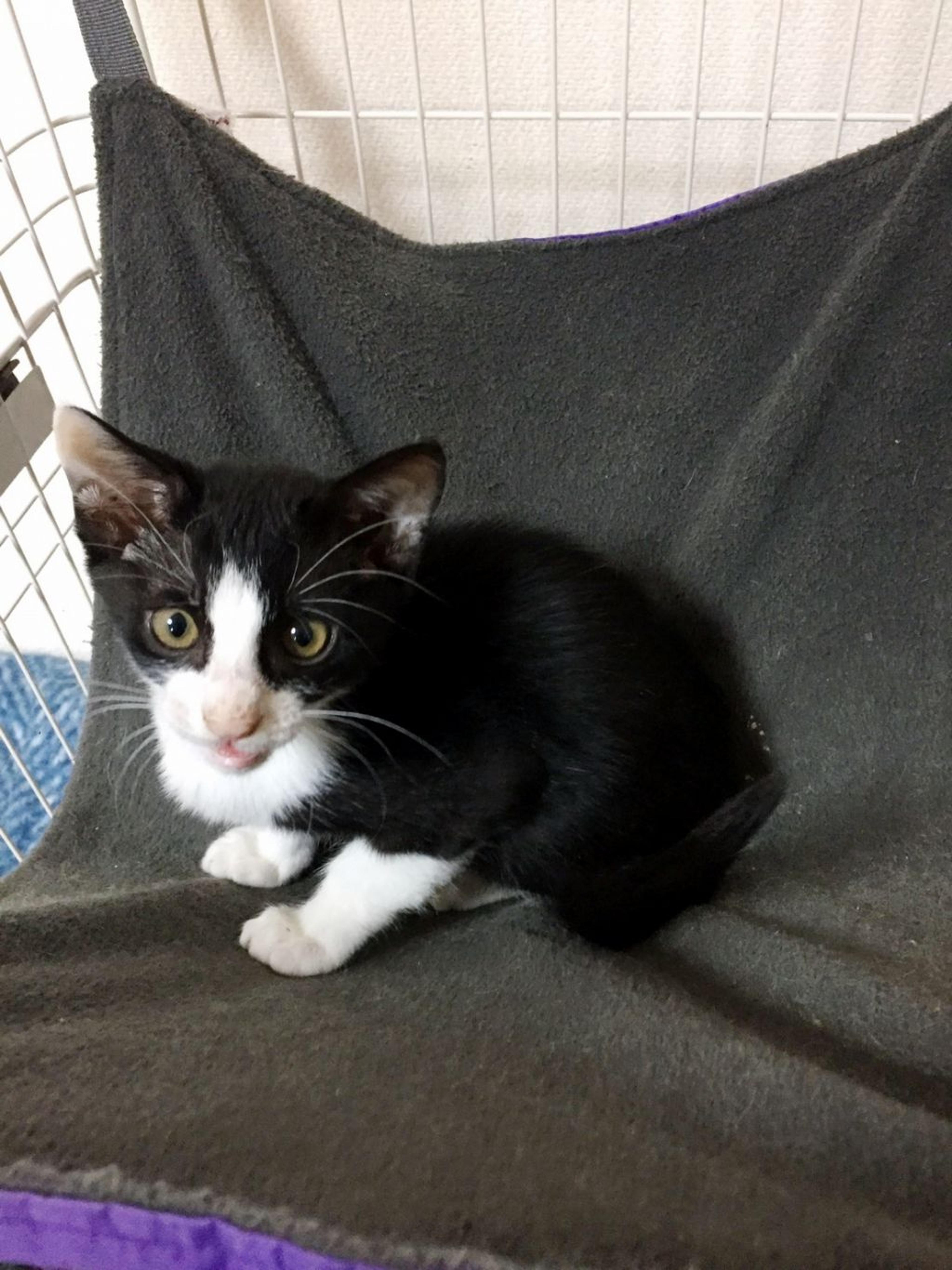 pet-image-2